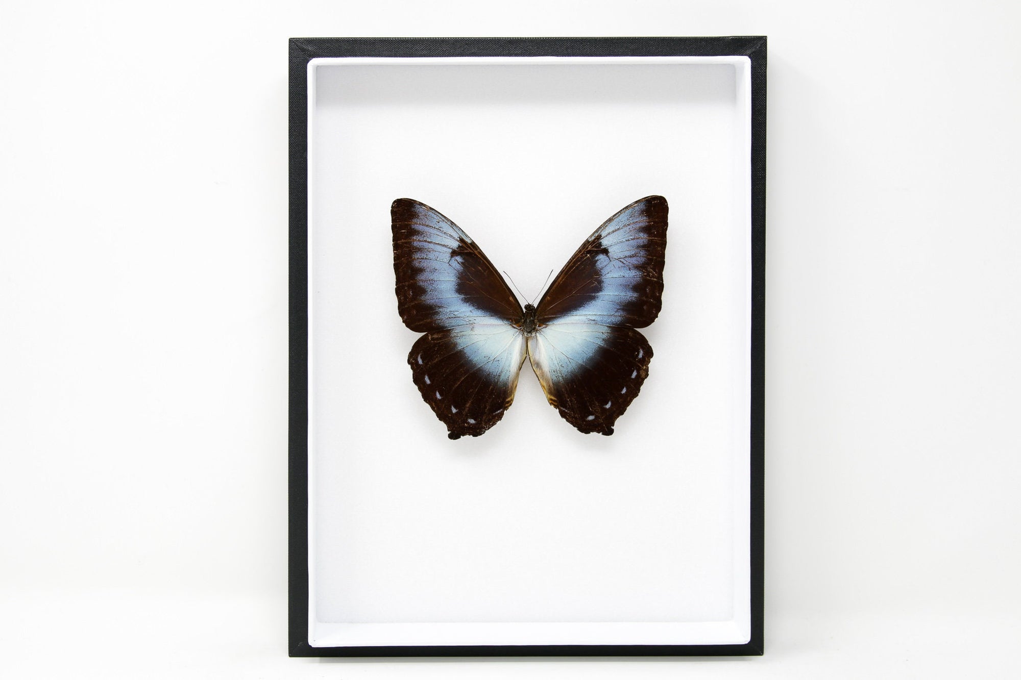 Morpho cisseis Butterfly Taxidermy Specimen | Museum Entomology Box Frame | 12x9x2 inch (JA08)