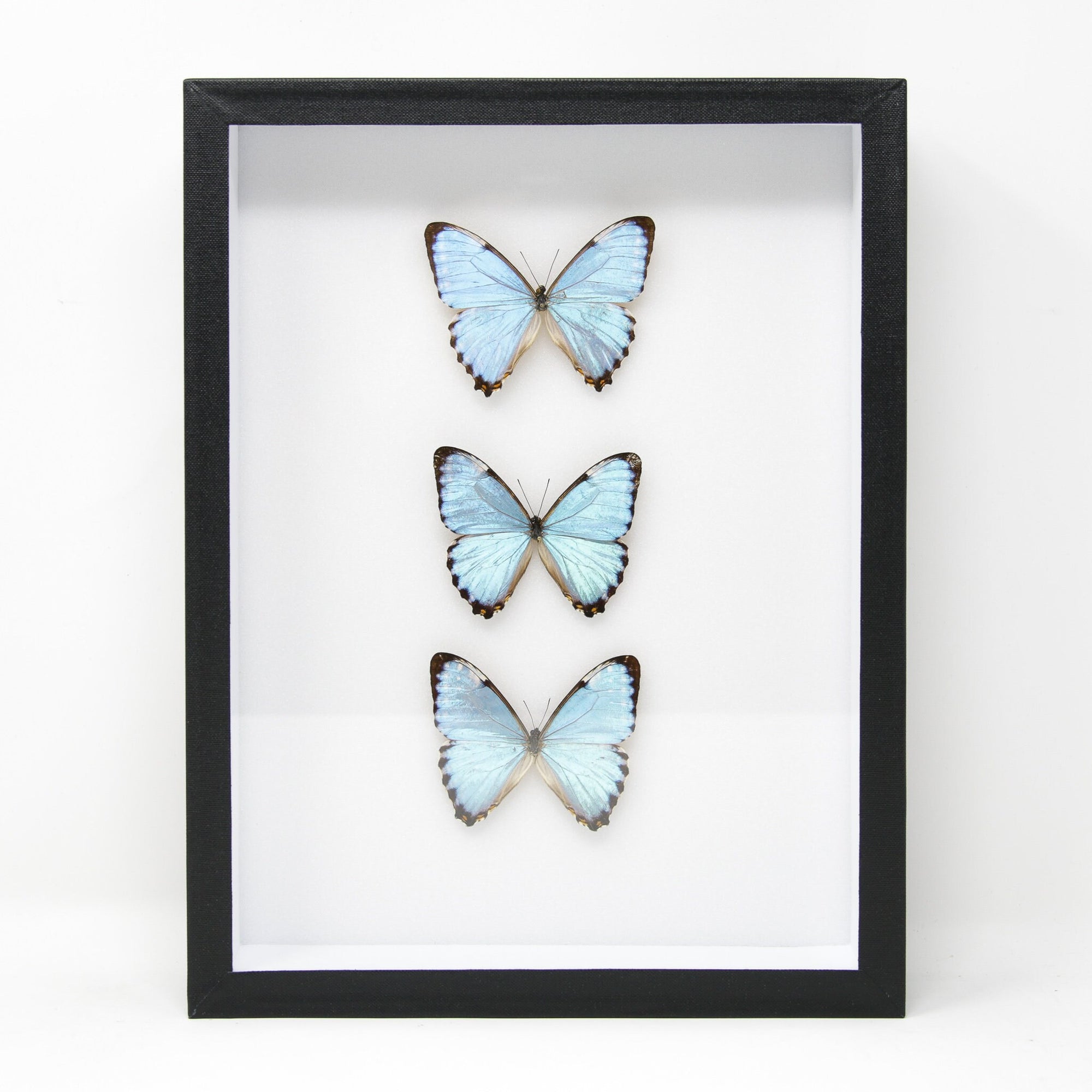 Morpho portis Butterfly Taxidermy Specimen | Museum Entomology Box Frame | 12x9x2 inch (JA15)
