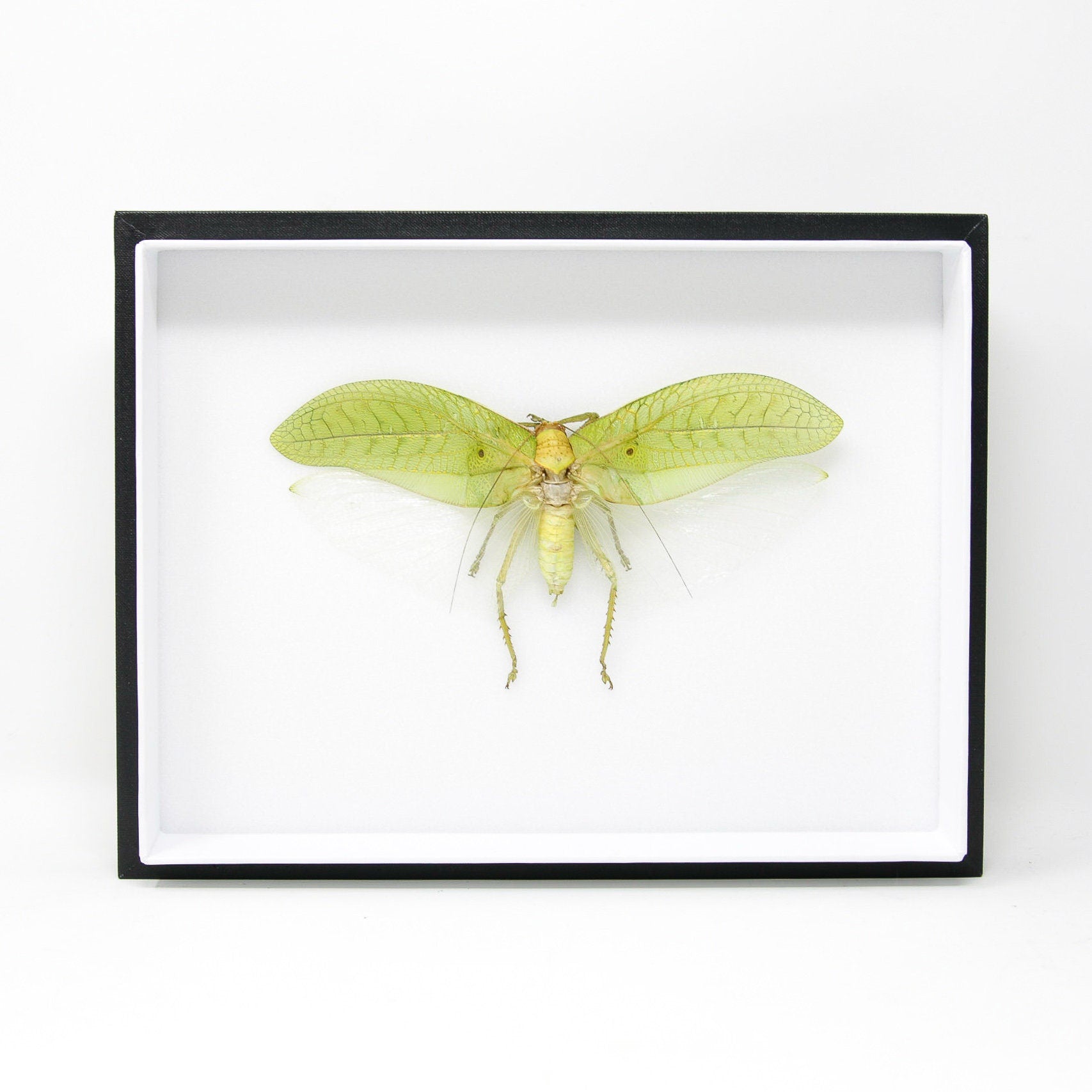 Giant Katydid Taxidermy Specimen Thailand | Museum Entomology Box Frame | 12x9x2 inch (JA06)