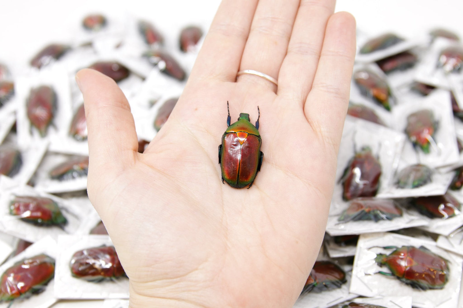 WHOLESALE 10 Red Flower Beetles (Torynorrhina flammea) 30mm, A1 Unmounted Specimens, Entomology, Taxidermy
