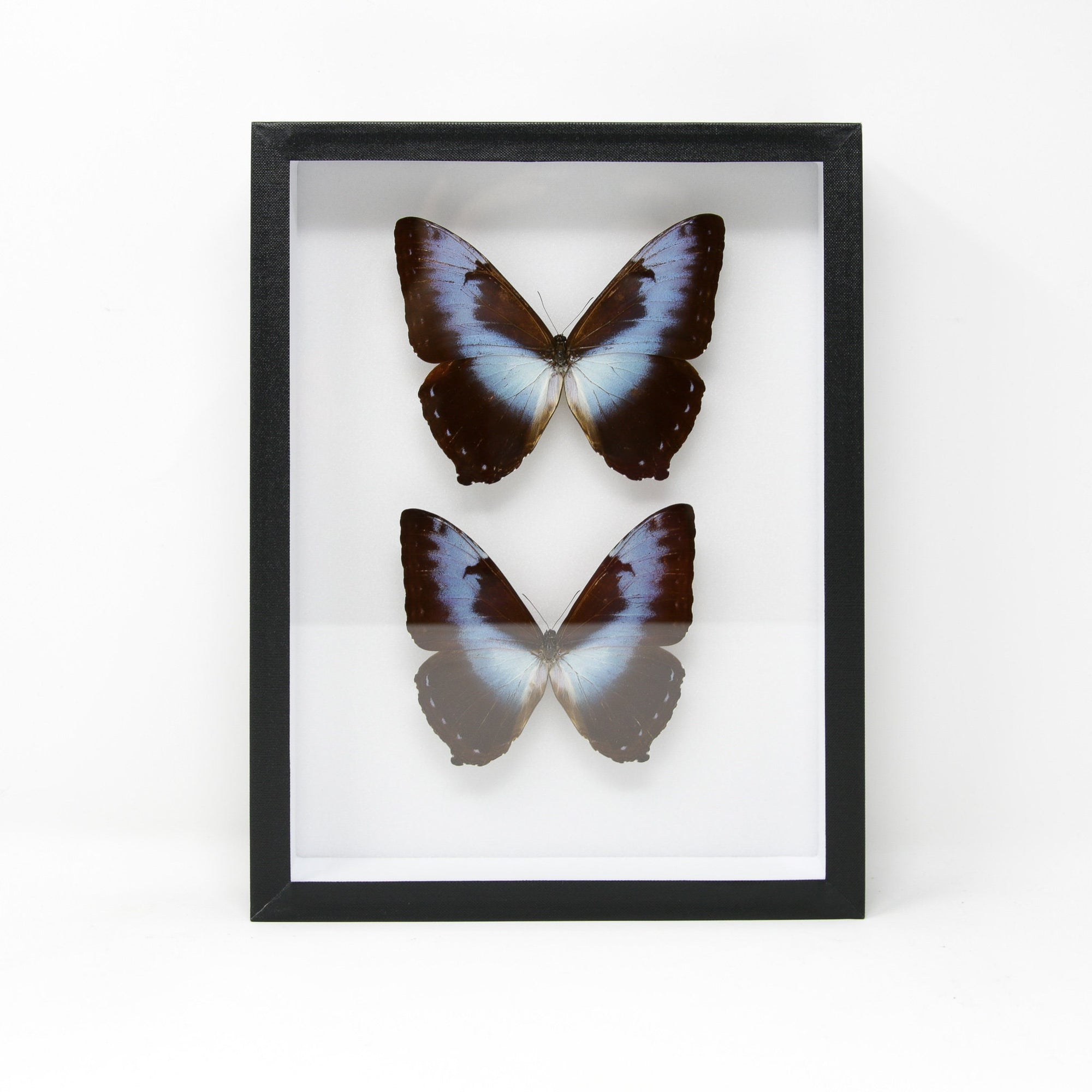 Morpho cisseis Butterfly Taxidermy Specimen | Museum Entomology Box Frame | 12x9x2 inch (JA09)