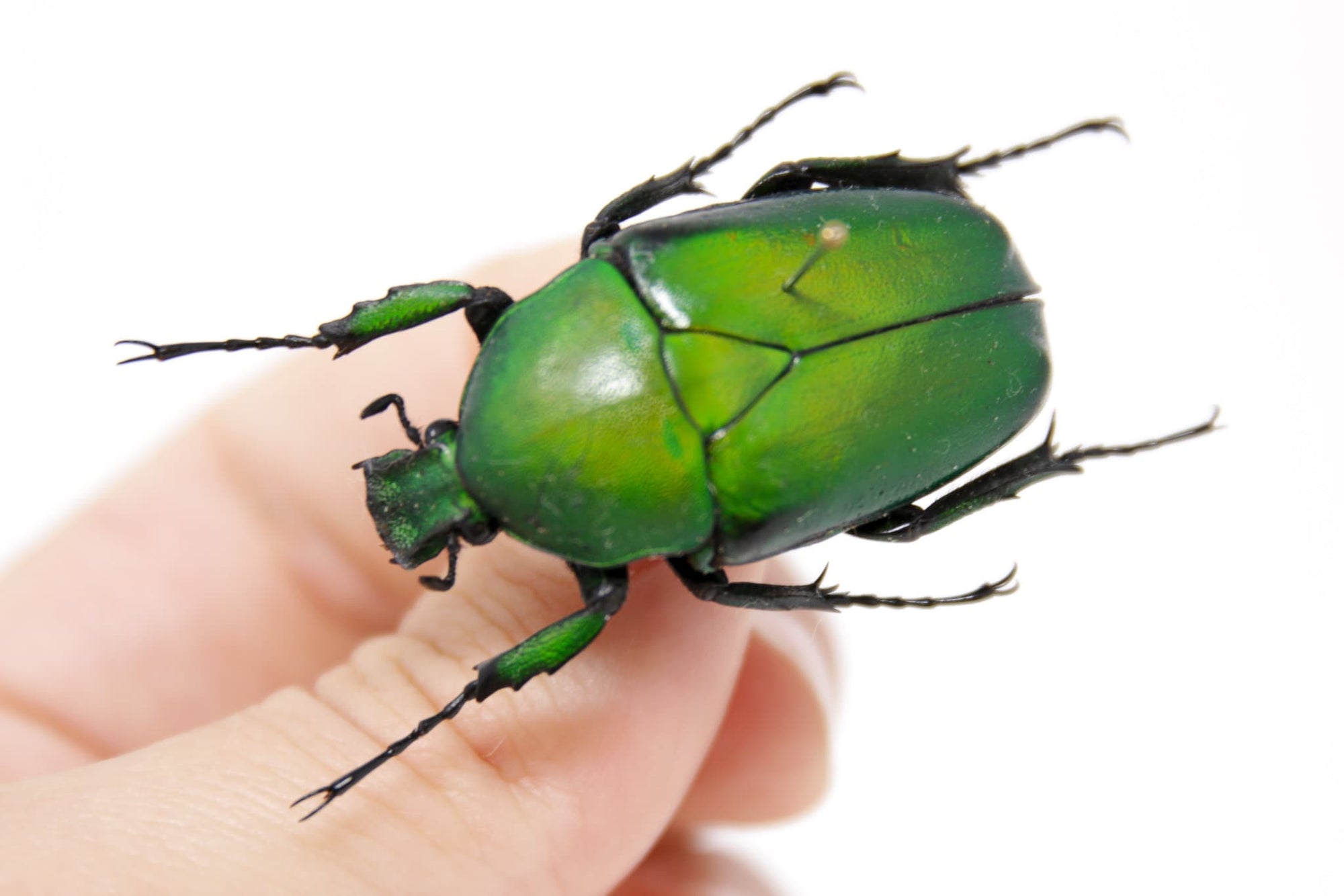 Dicronorhina micans 38.2mm, Uganda, A1 Real Beetle Pinned Set Specimen, Entomology Taxidermy #OC50