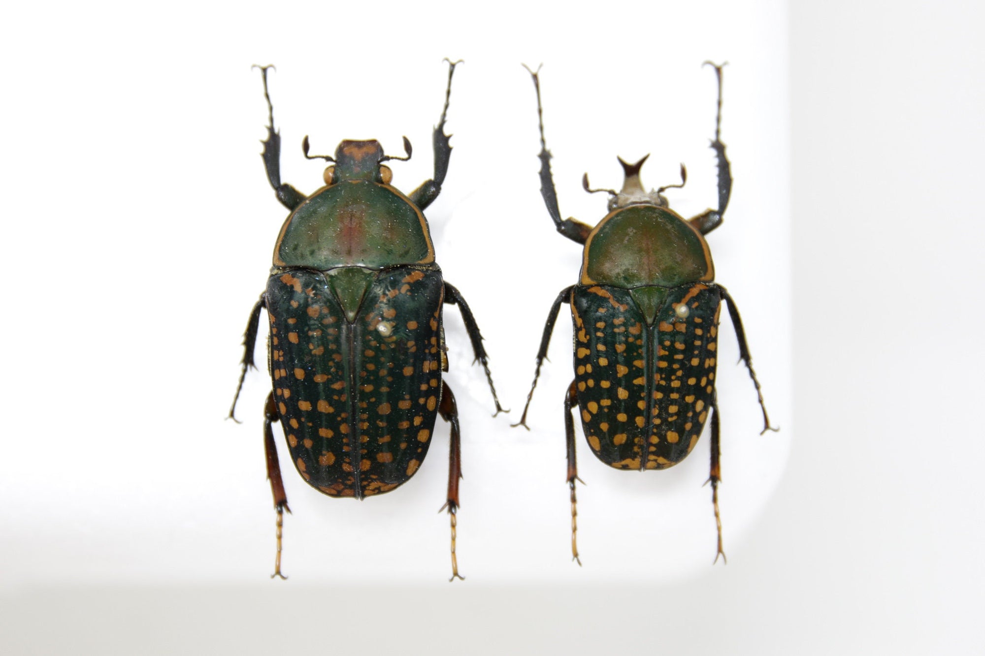 Megalorrhina harrisi 37.1m, Uganda, A1 Real Beetle Pinned Set Specimen, Entomology Taxidermy #OC53