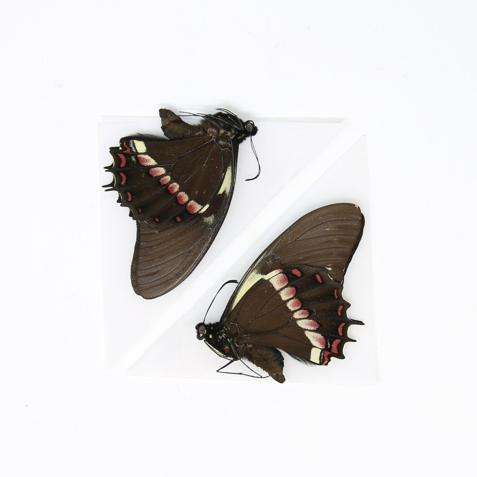 Two (2) Papilio menatius eurotas, A1 Real Dry-Preserved Butterflies, Unmounted Specimens