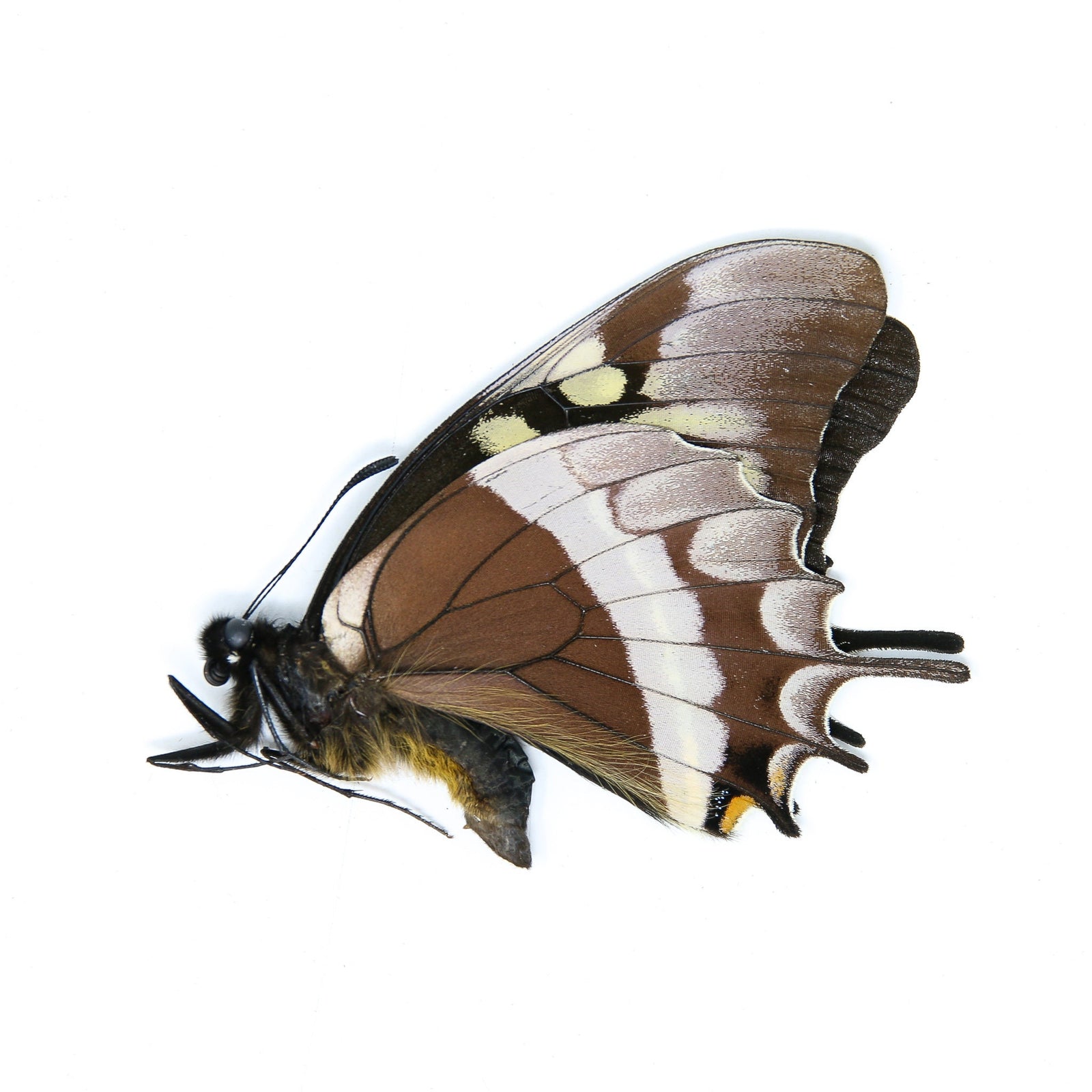 One (1) Papilio warscewiczii, A1 Real Dry-Preserved Butterflies, Unmounted Entomology Taxidermy Specimens