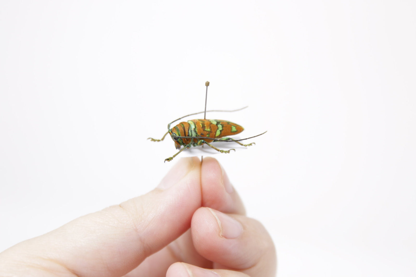 Sternotomis pulchra 21.8mm, Kloto Togo Africa, A1 Real Beetle Pinned Set Specimen, Entomology Taxidermy #OC92