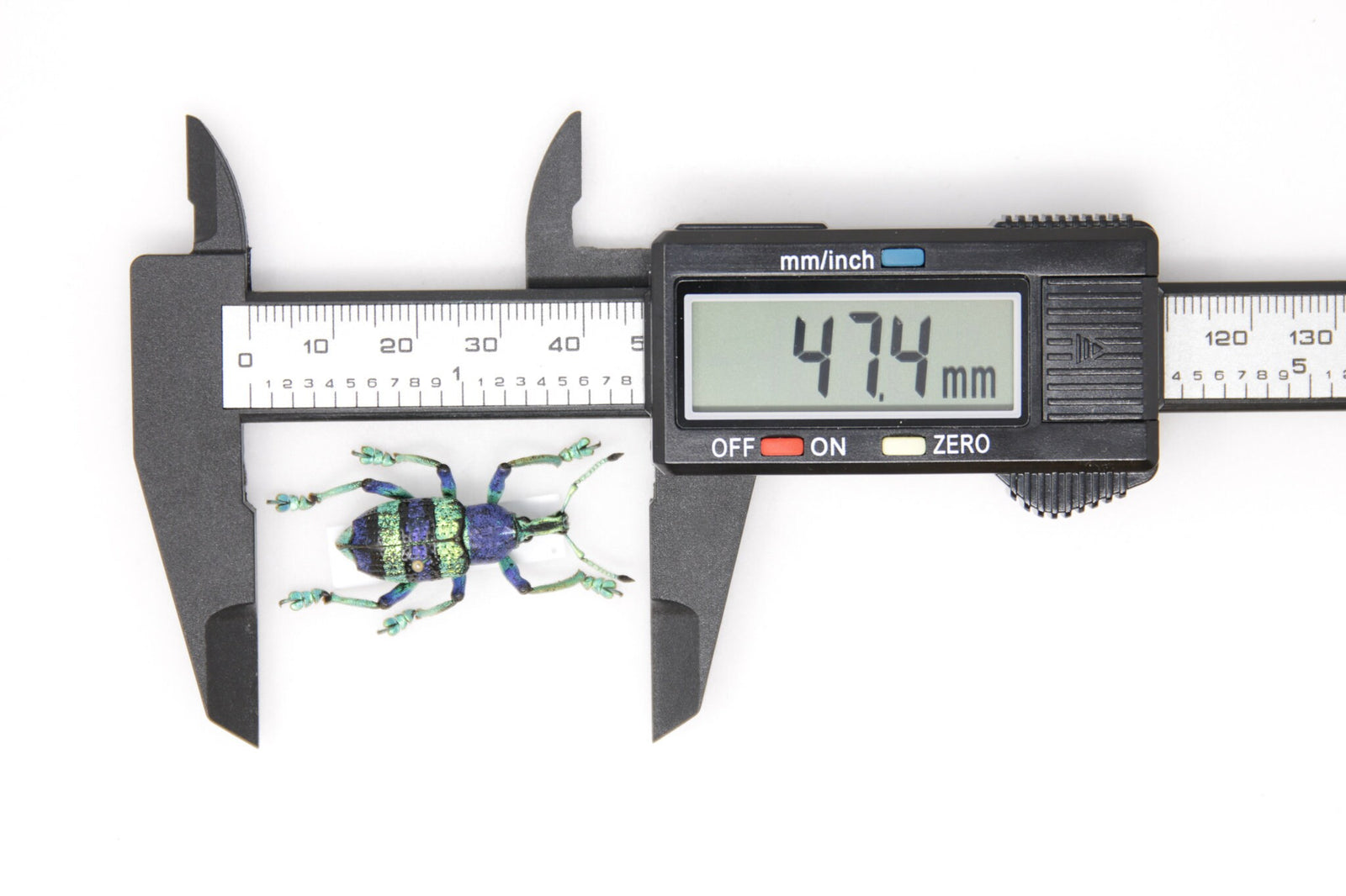 Eupholus schoenherri, Salawatti Is. Java, A1 Real Beetle Pinned Set Specimen, Entomology Taxidermy #OC93