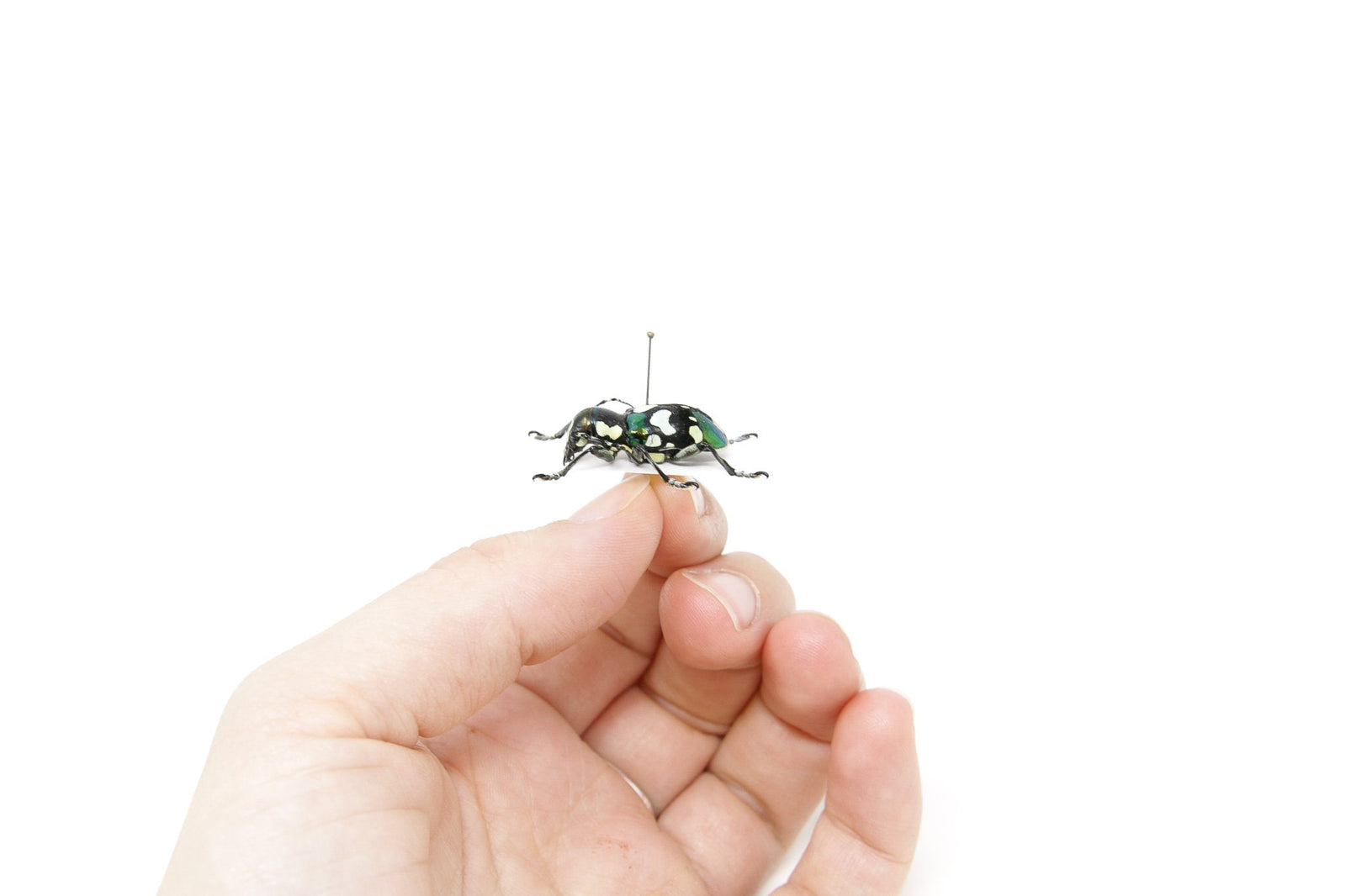 Acronia alboplagiata, Mindoro Philippines 22.3mm, A1 Real Beetle Pinned Set Specimen, Entomology Taxidermy #OC94