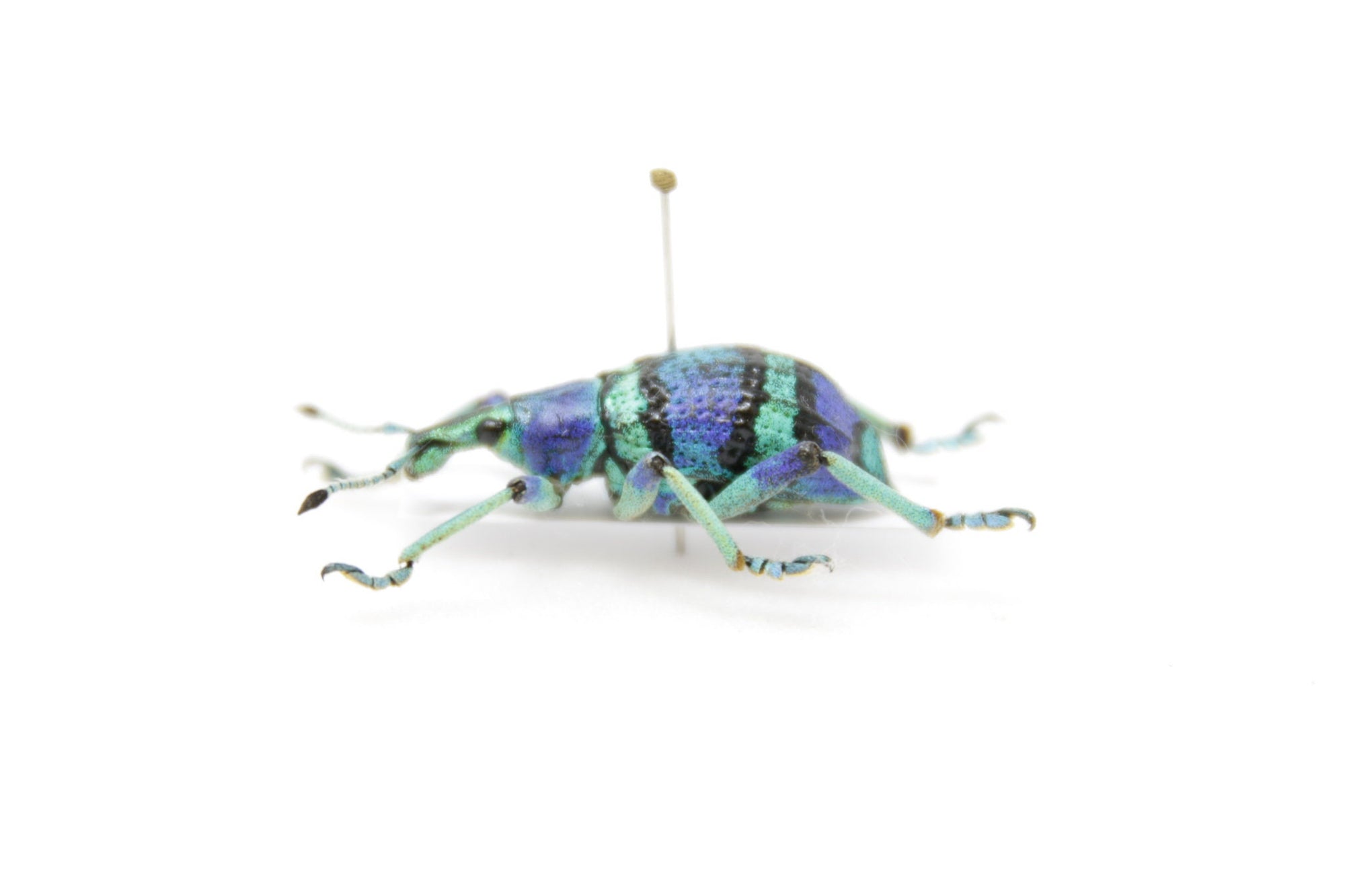 Eupholus schoenherri, Arfak Irian Java, A1 Real Beetle Pinned Set Specimen, Entomology Taxidermy #OC97