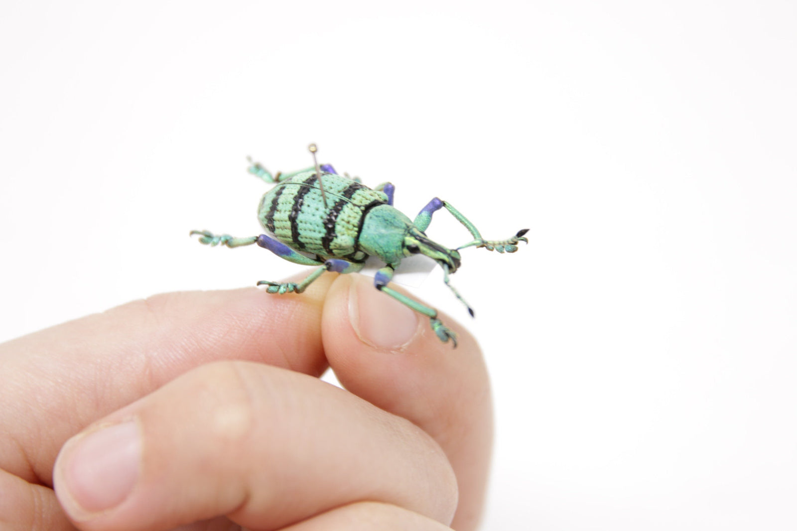 Eupholus schoenherri petiti, Mt. Arfak W. Irian Indonesia, A1 Real Beetle Pinned Set Specimen, Entomology Taxidermy #OC98