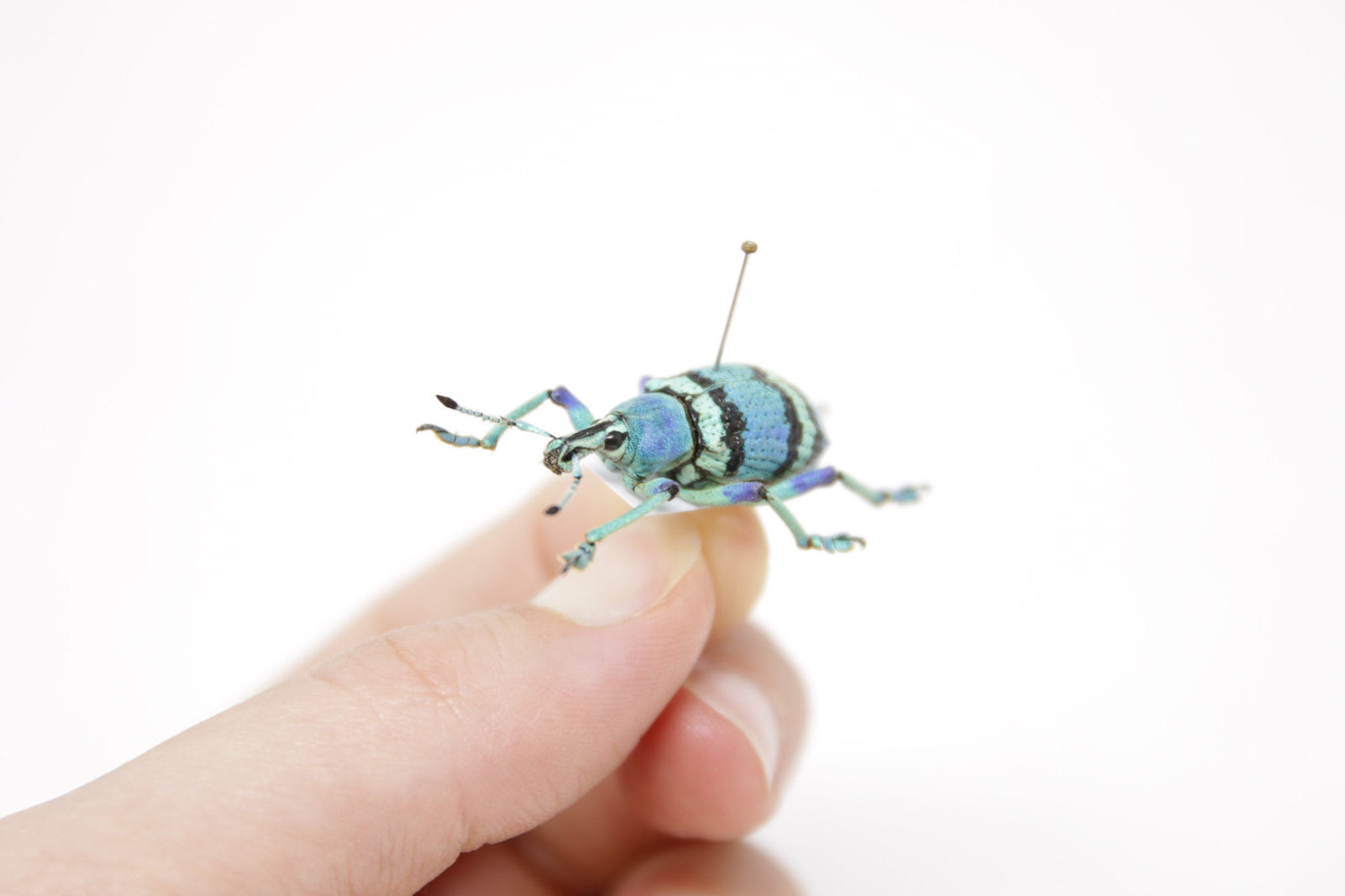 Eupholus schoenherri, Arfak Irian Java, A1 Real Beetle Pinned Set Specimen, Entomology Taxidermy #OC99