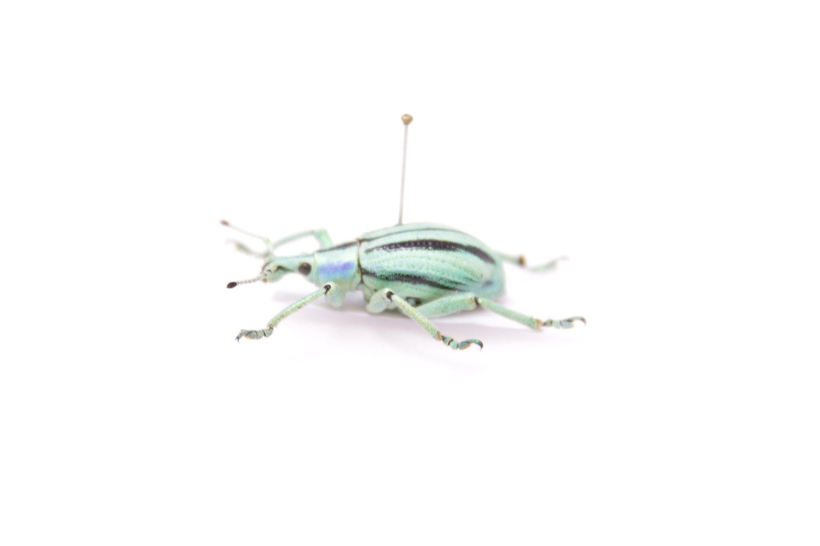 Eupholus culvieri, Mt. Arfak, W. Irian, Indonesia, A1 Real Beetle Pinned Set Specimen, Entomology Taxidermy #OC101