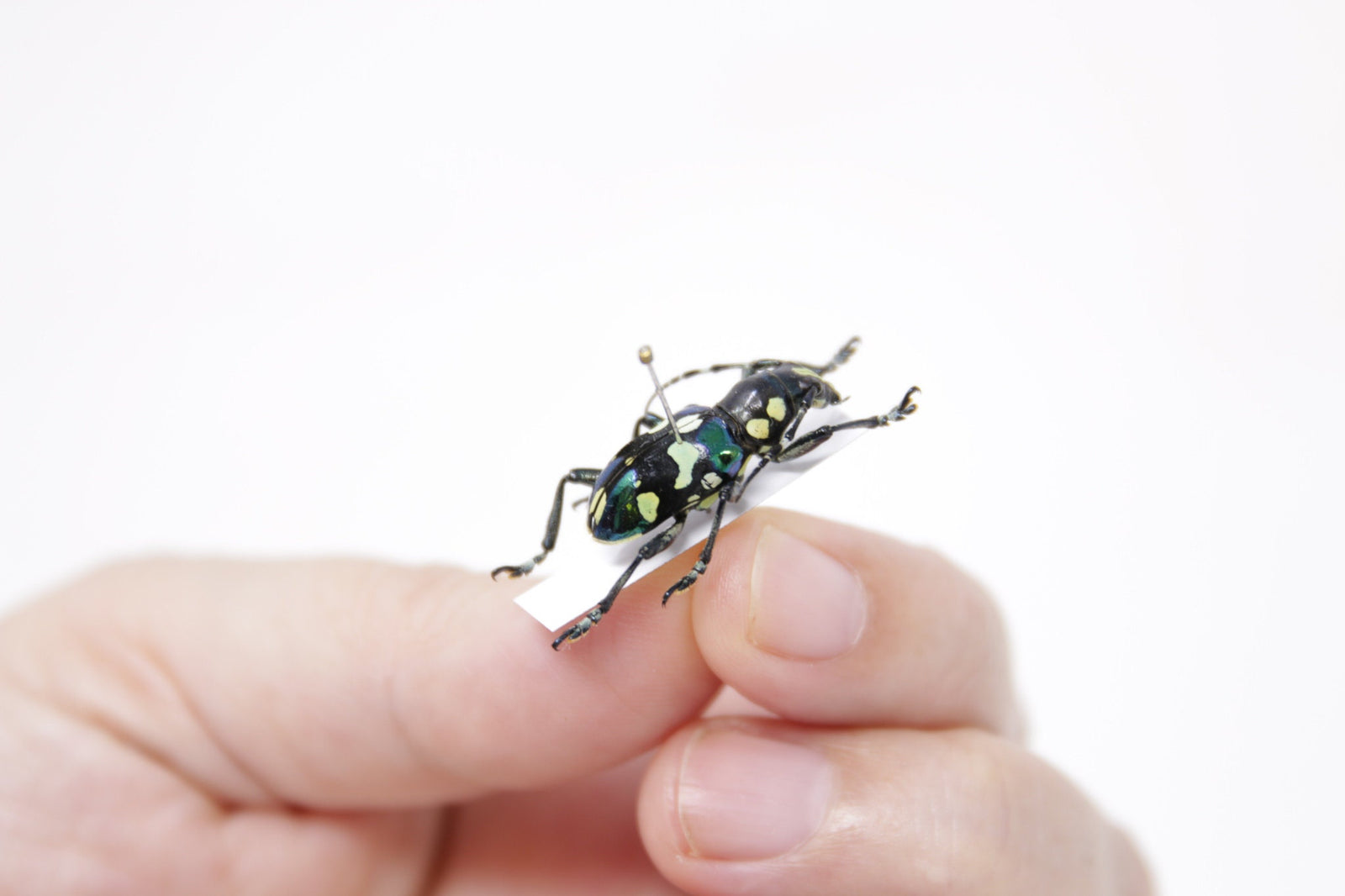 Mimacronia alboplagiata, Mindoro Philippines, A1 Real Beetle Pinned Set Specimen, Entomology Taxidermy #OC103