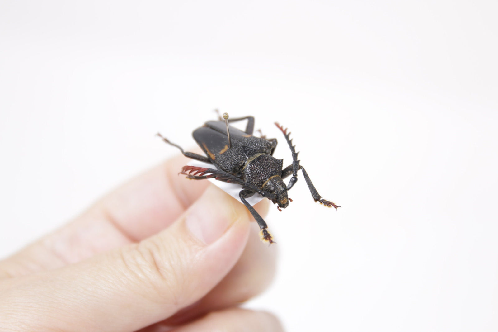 Calocomus desmarestii, San Luis Argentina, A1 Real Beetle Pinned Set Specimen, Entomology Taxidermy #OC107