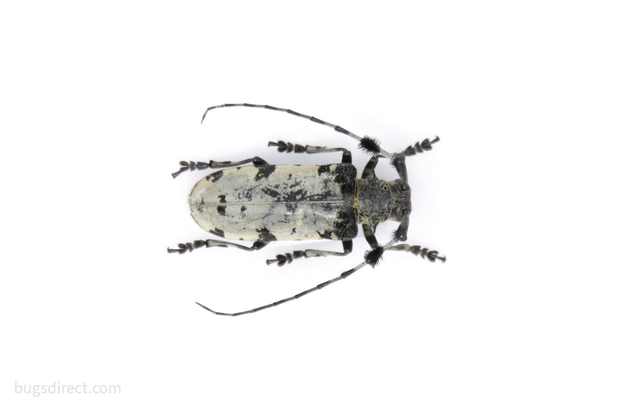 Aristobia voeti, Chaing Mai, Thailand, A1 Real Beetle Pinned Set Specimen, Entomology Taxidermy #OC120