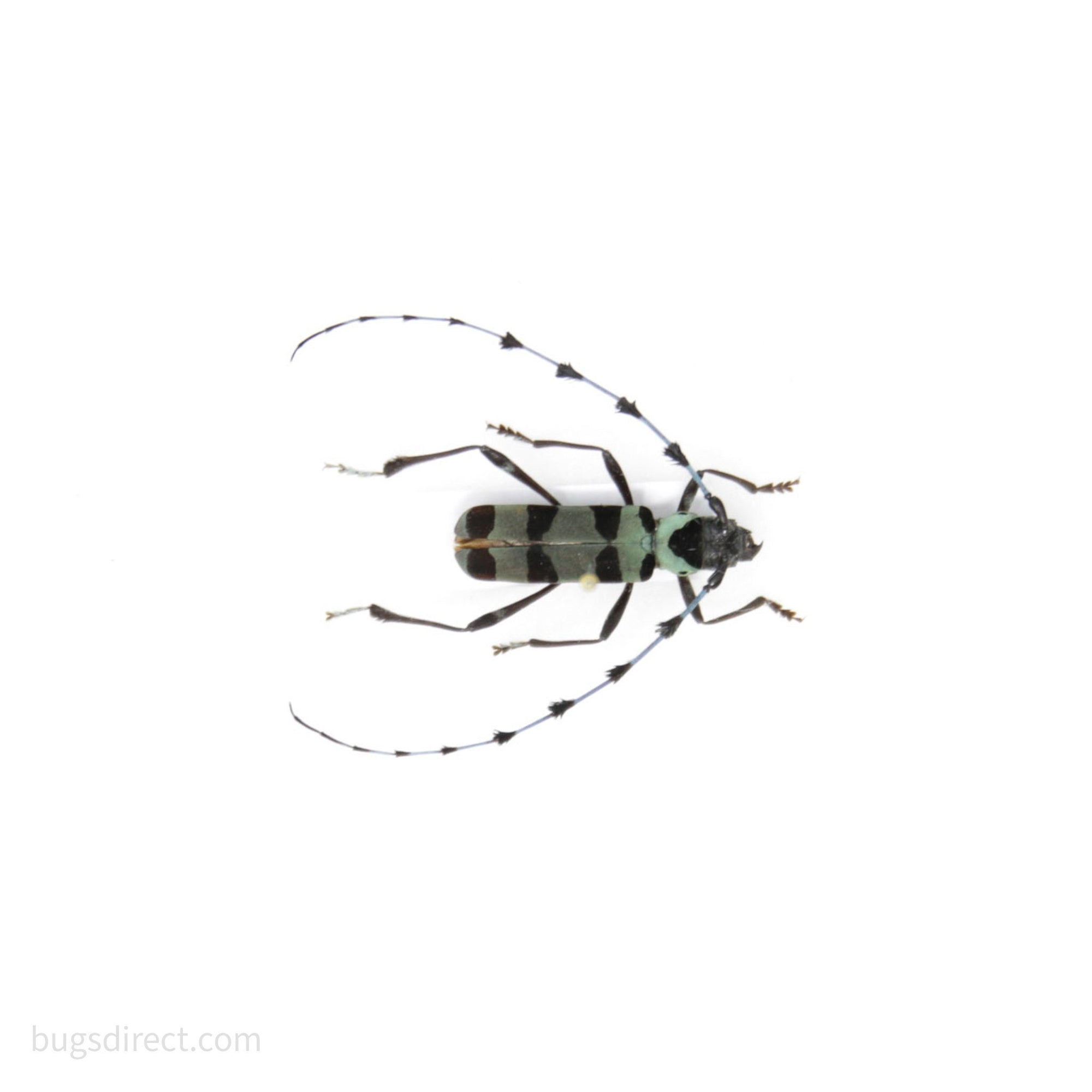Rosalia iameeri, Guanxi Province, China, A1 Real Beetle Pinned Set Specimen, Entomology Taxidermy #OC121