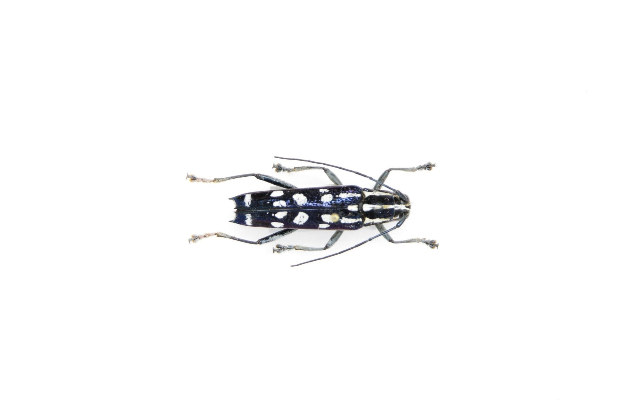 Glenea elegans, Thailand, A1 Real Beetle Pinned Set Specimen, Entomology Taxidermy #OC122