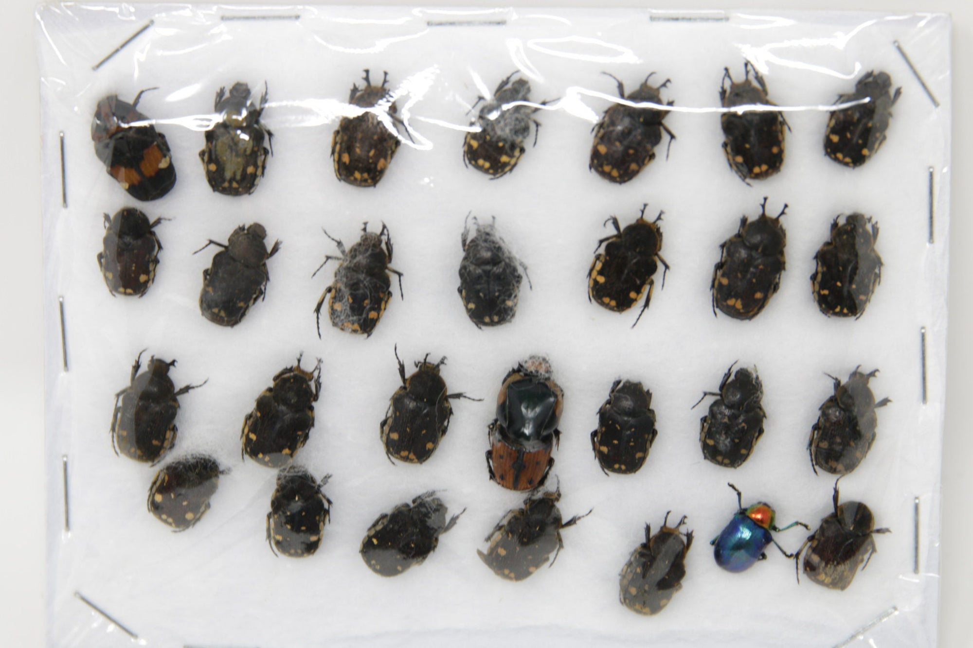 Insect Specimen Collection, Thailand 2021 (Various Assorted Unlabelled) SET#AI98