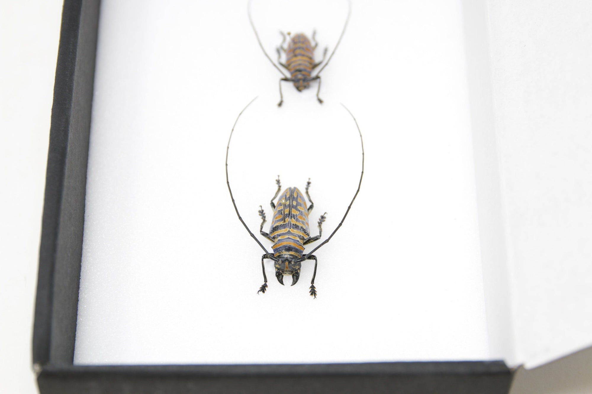 A Mounted Beetle Specimen with Scientific Collection Data, A1 Quality, Entomology, Real Insect Specimens SKU#36