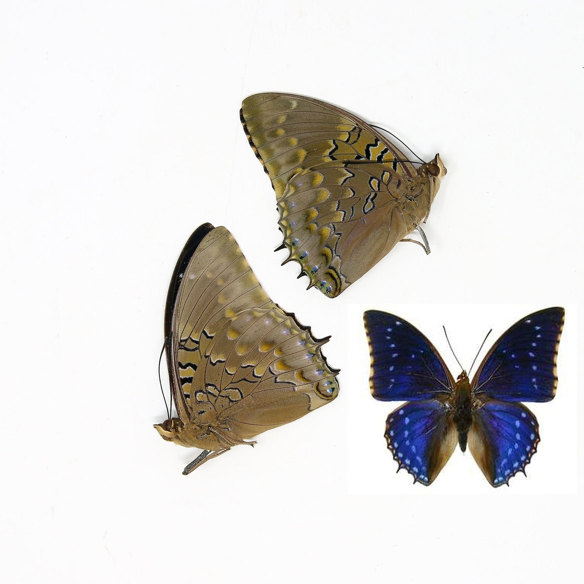 Two (2) Charaxes tiridates "African Blue" A1 Real Dry-Preserved Butterflies, Unmounted Entomology Taxidermy Specimens