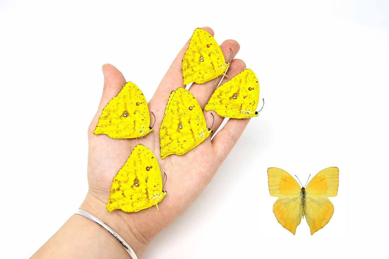 Five (5) Phoebis rurina, A1 Real Dry-Preserved Butterflies, Unmounted Entomology Taxidermy Specimens