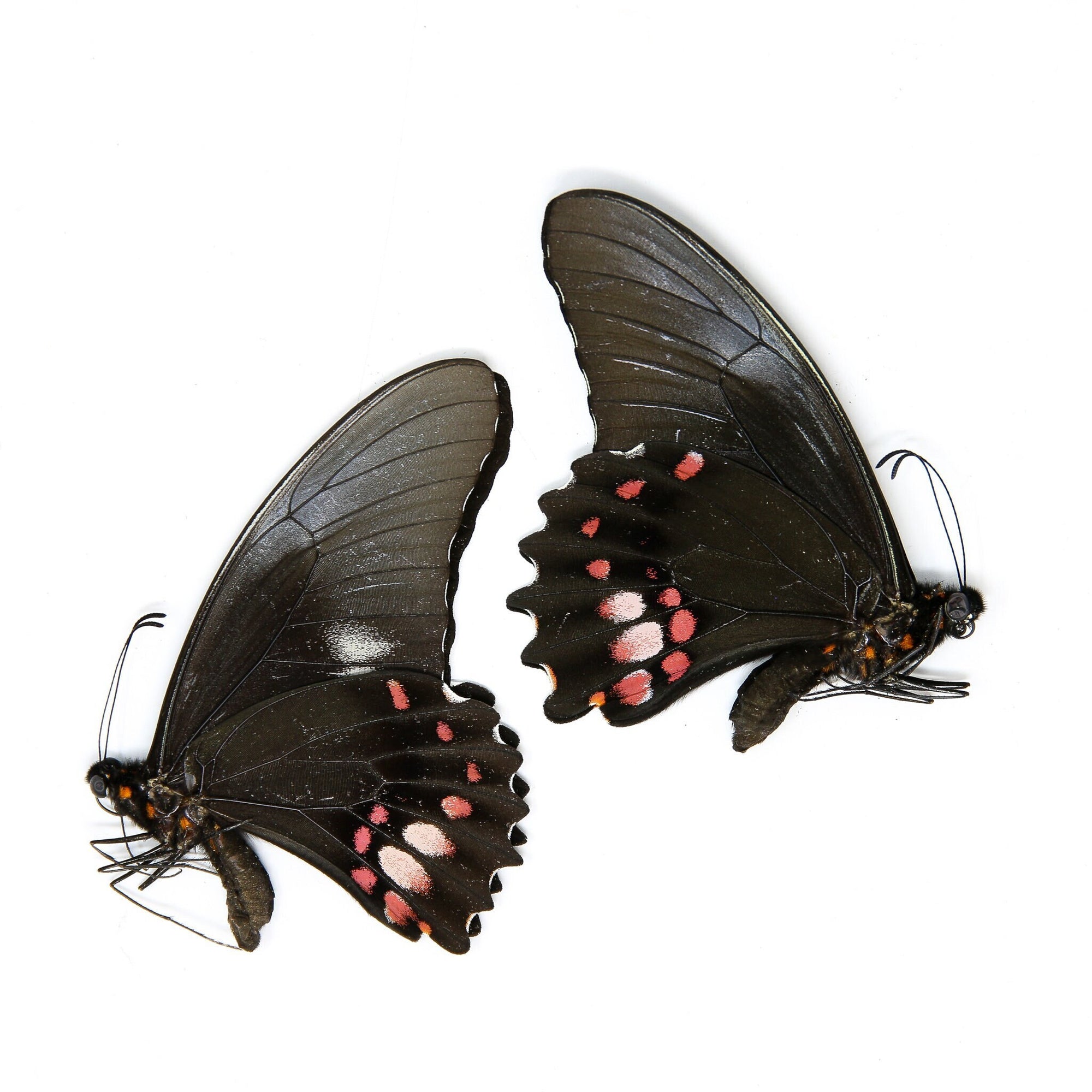 Two (2) Papilio anchisiades, "Ruby-Spotted Swallowtail" A1 Real Dry-Preserved Butterflies, Unmounted Entomology Taxidermy Specimens