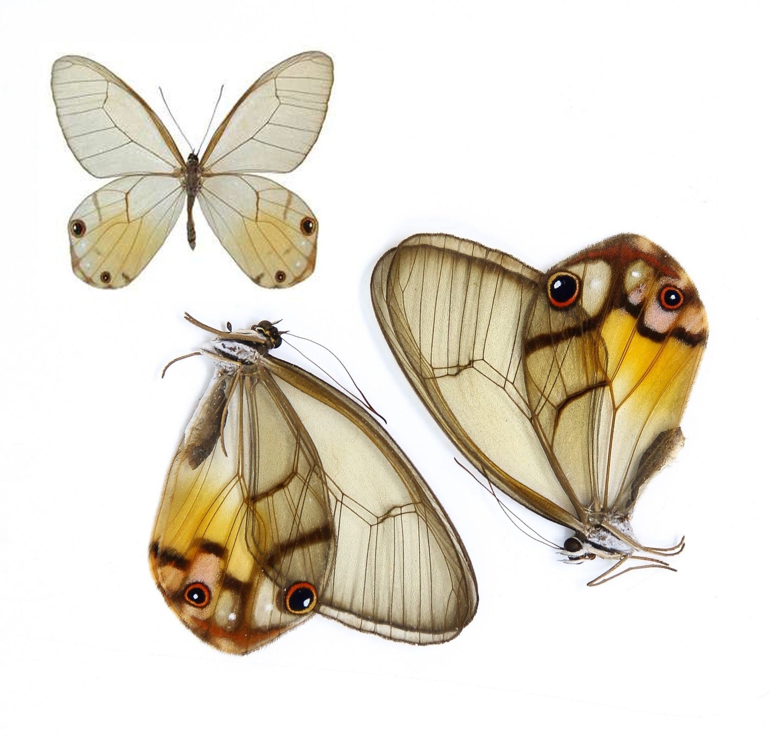 10 x Clearwing Amber Phantom (Haetera piera) A1 Unmounted Specimens (Wholesale)