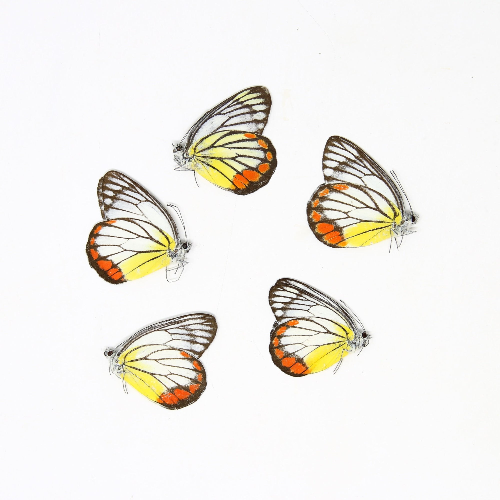 Five (5) Delias hyparete, "Painted Jezebel" A1 Real Dry-Preserved Butterflies, Unmounted Entomology Taxidermy Specimens