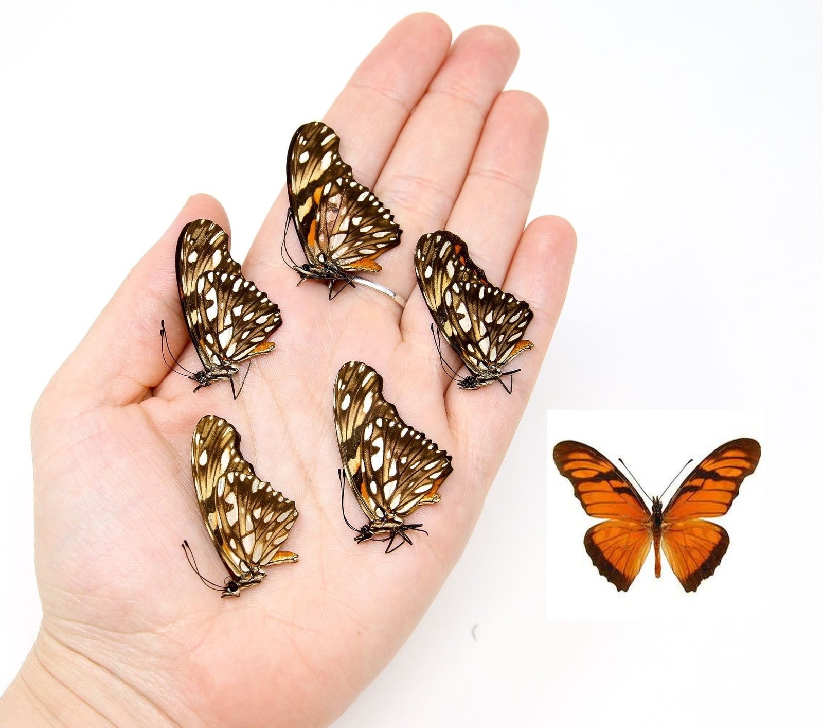 Five (5) Juno Silverspot (Dione juno) A1 Real Dry-Preserved Butterflies, Unmounted Entomology Taxidermy Specimens