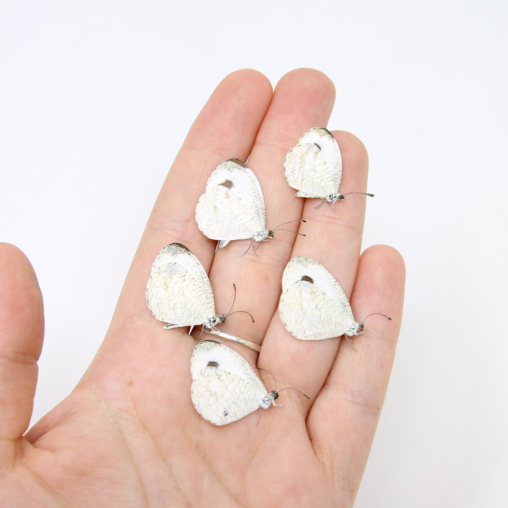 Five (5) Leptosia nina, "Pieridae" A1 Real Dry-Preserved Butterflies, Unmounted Entomology Taxidermy Specimens