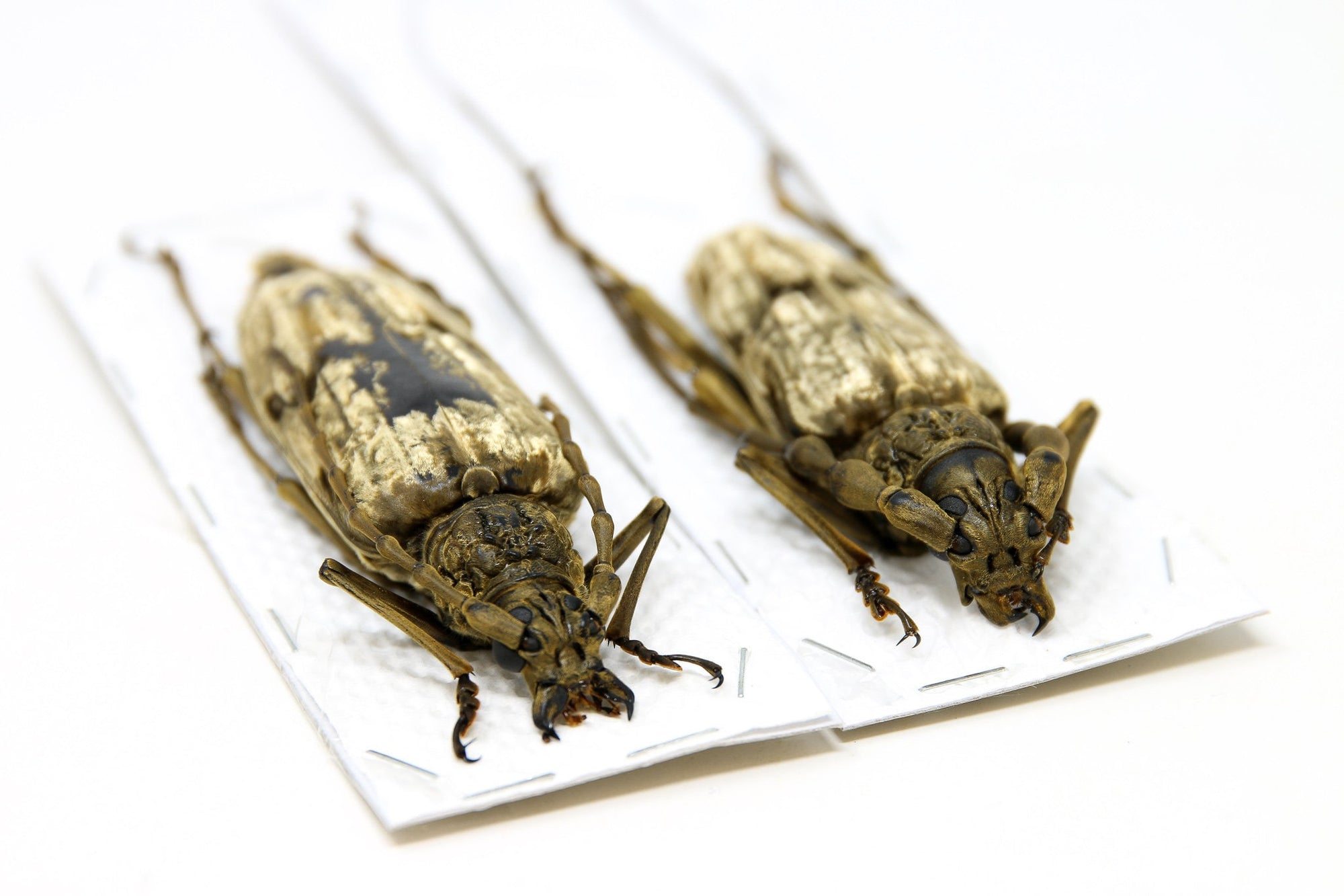 ONE PAIR x Giant Velvet Longhorned Beetles (Neocerambyx gigas) Thailand Specimens A1 Quality Real Insect Entomology