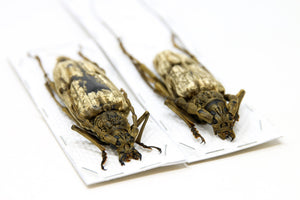 Neocerambyx gigas | Giant Velvet Longhorn Beetle | A1 Quality | Dry-Preserved CERAMBYCIDAE | Thailand