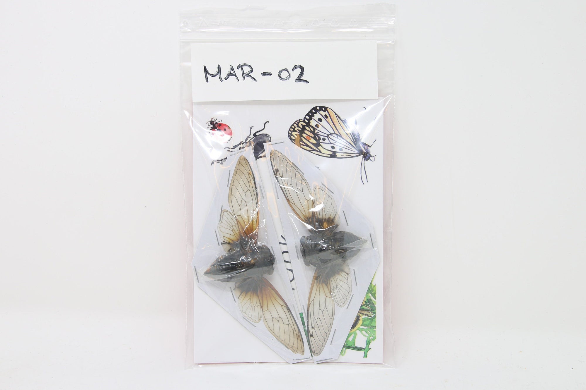 Two (2) Cryptotympana mandarina Thailand Cicadas 180mm | A1/A- Spread Specimens MAR-02