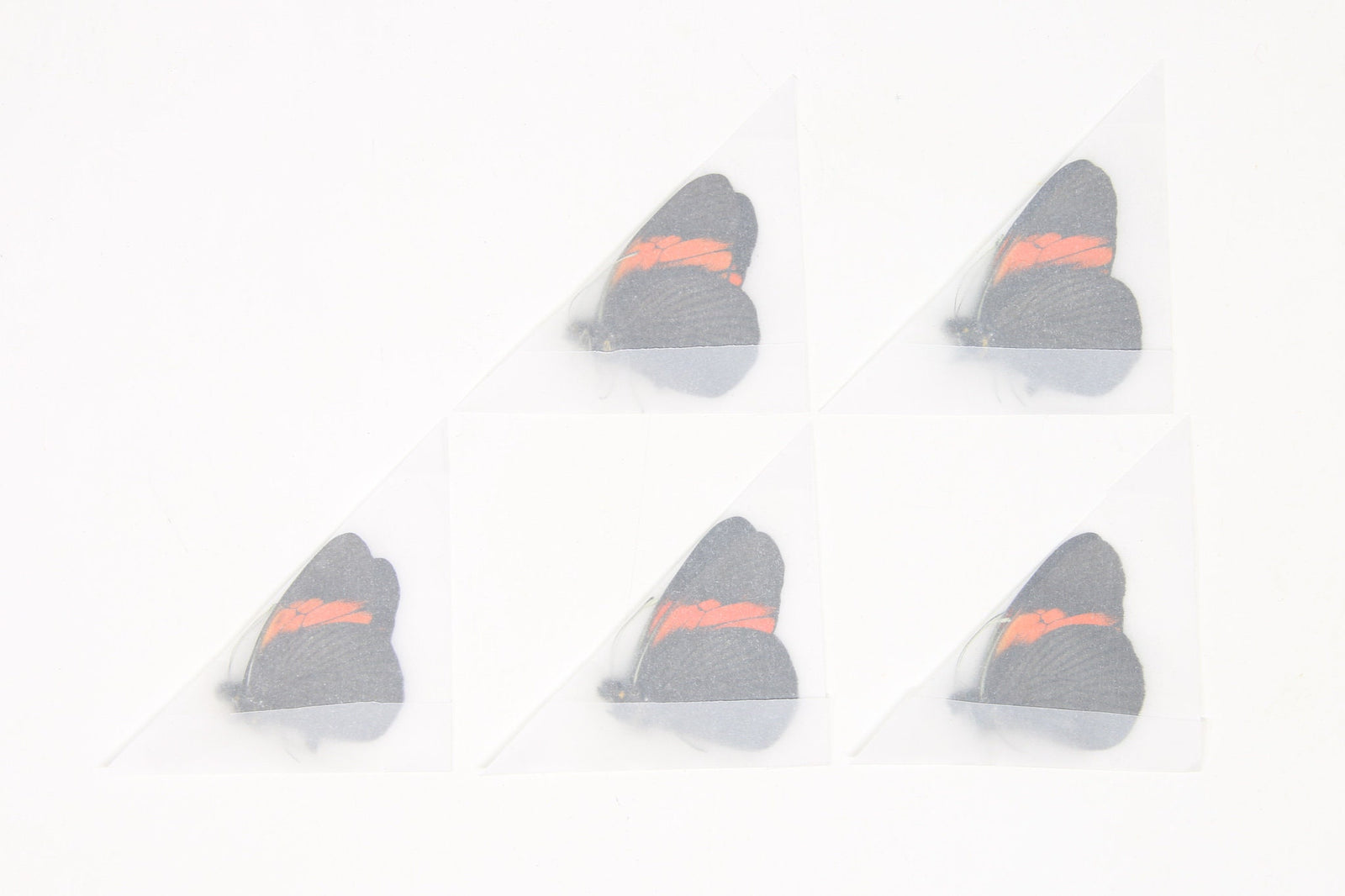 Five (5) Pereute callinara, A1 Real Dry-Preserved Butterflies, Unmounted Entomology Taxidermy Specimens