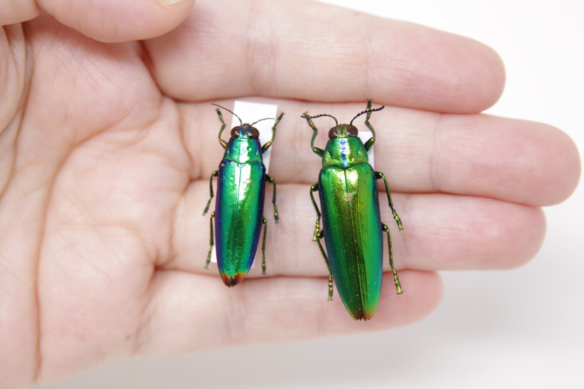 Chrysochroa fulminans 35.6mm, Seram Is. Indonesia, A1 Real Beetle Pinned Set Specimen, Entomology Taxidermy #OC88
