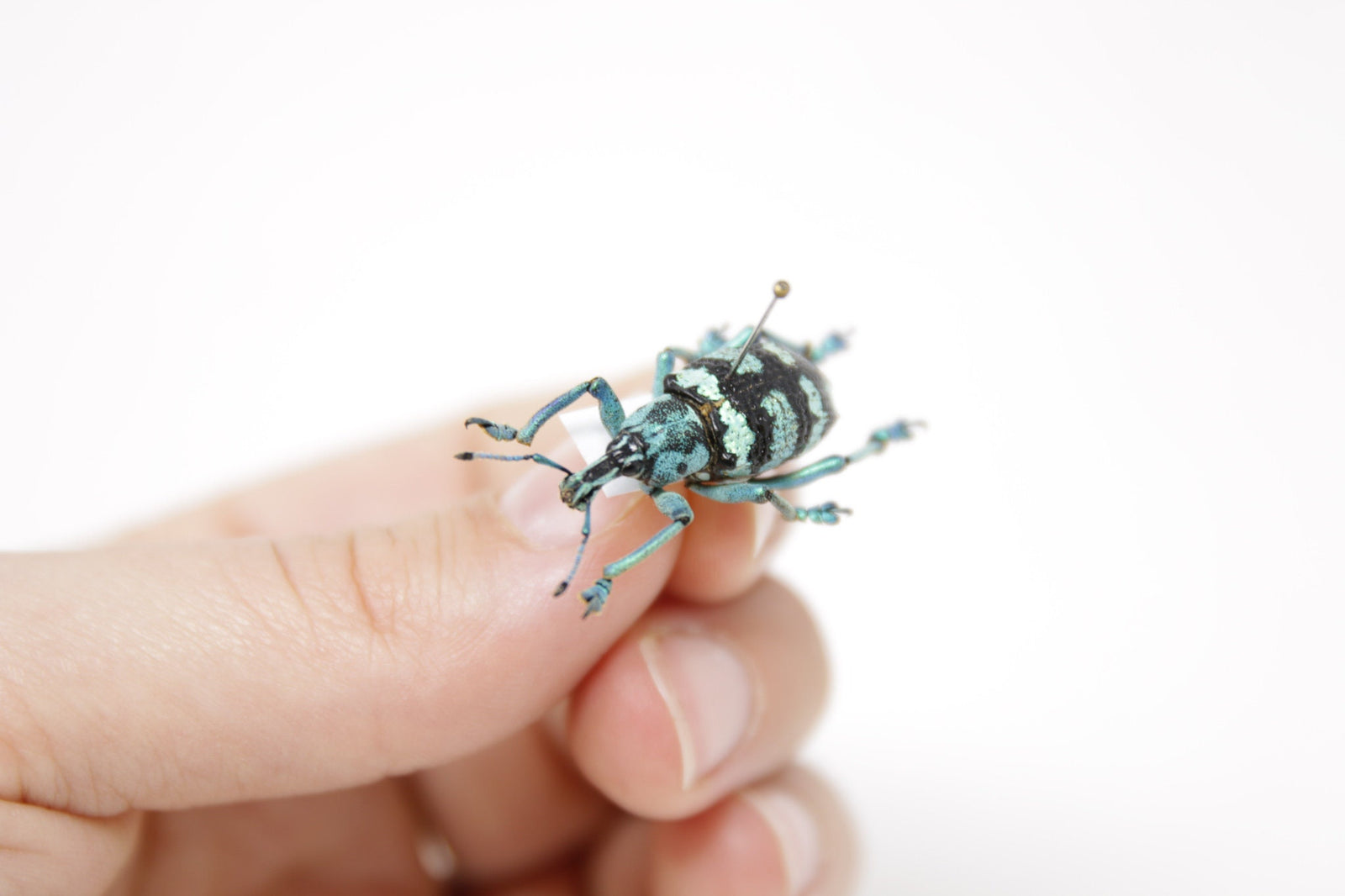 Eupholus linnei, Kei Is. Indonesia, A1 Real Beetle Pinned Set Specimen, Entomology Taxidermy #OC95