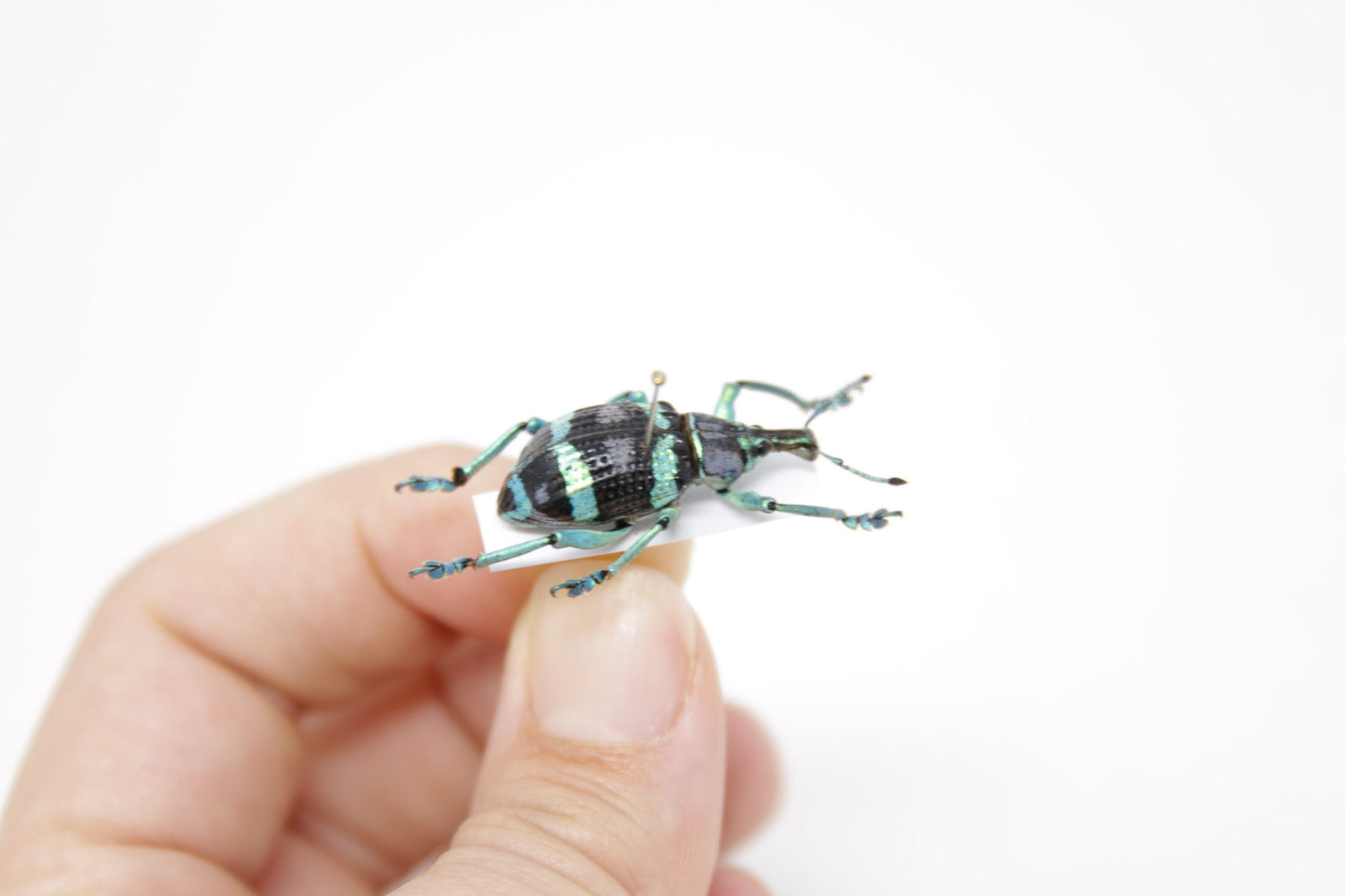 Eupholus schoenherri mimikanus, Timika - Indonesia, A1 Real Beetle Pinned Set Specimen, Entomology Taxidermy #OC96