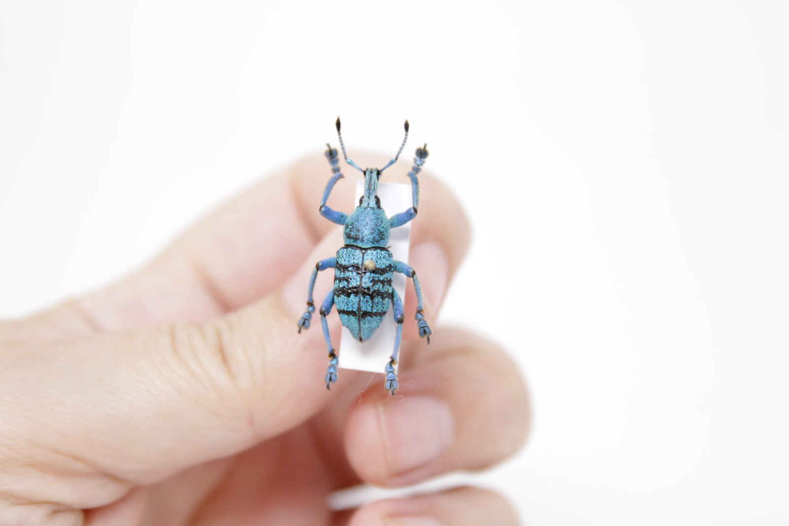Eupholus geoffroyi, Jayapura, W. Irian, Indonesia, A1 Real Beetle Pinned Set Specimen, Entomology Taxidermy #OC102