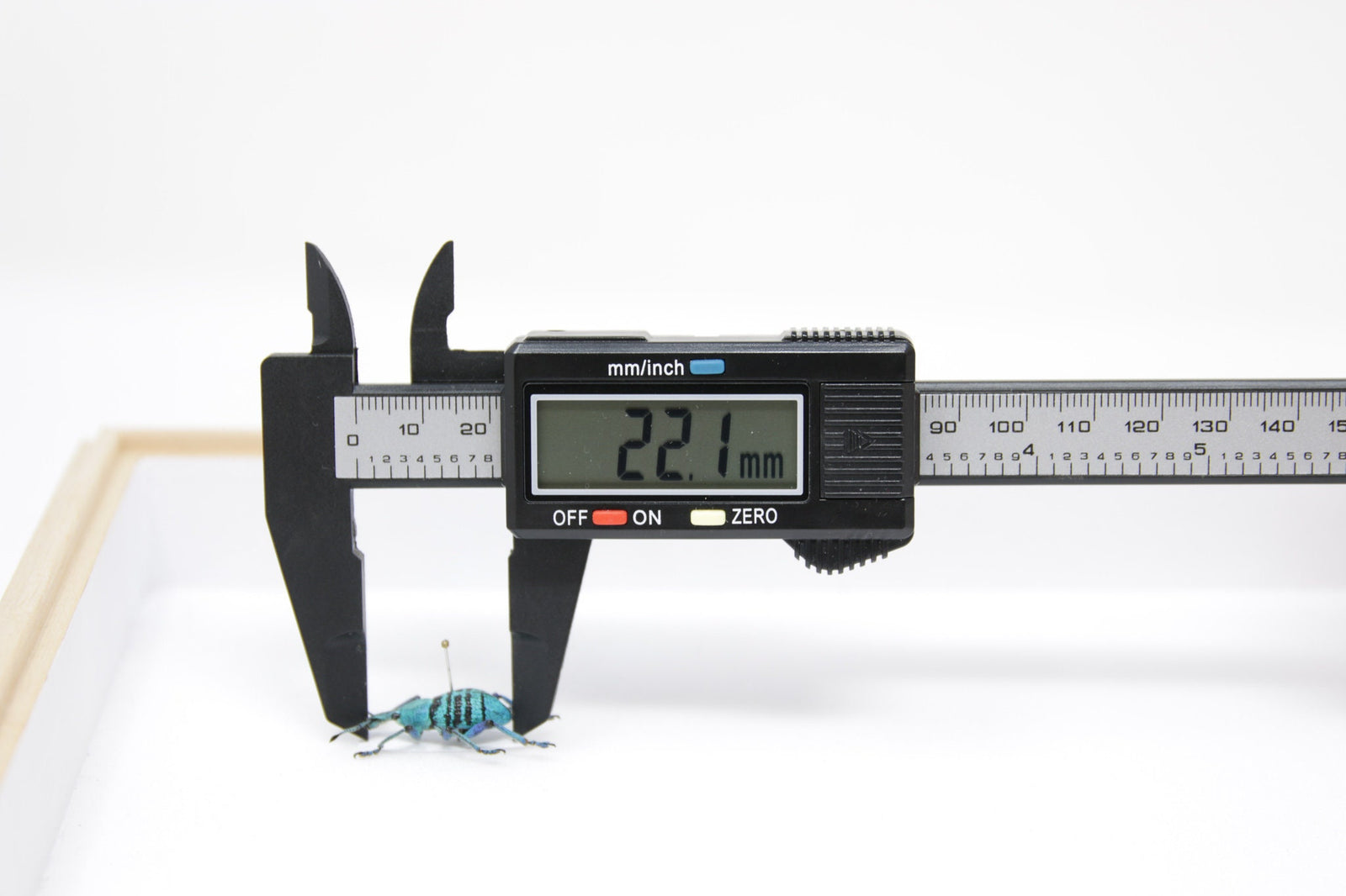 Eupholus geoffroyi, Jayapura, W. Irian, Indonesia, A1 Real Beetle Pinned Set Specimen, Entomology Taxidermy #OC104