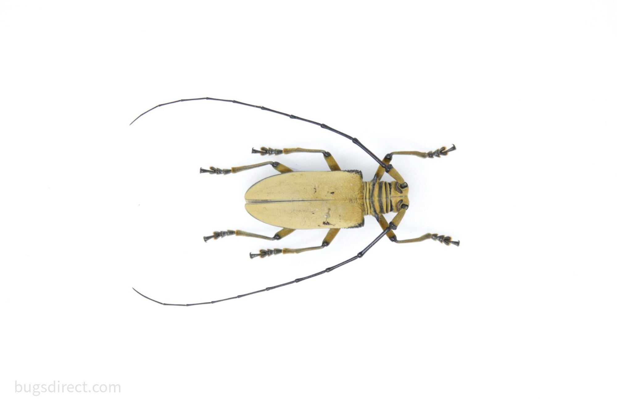 Lothocera tomentosa, Timika Indonesia, A1 Real Beetle Pinned Set Specimen, Entomology Taxidermy #OC119