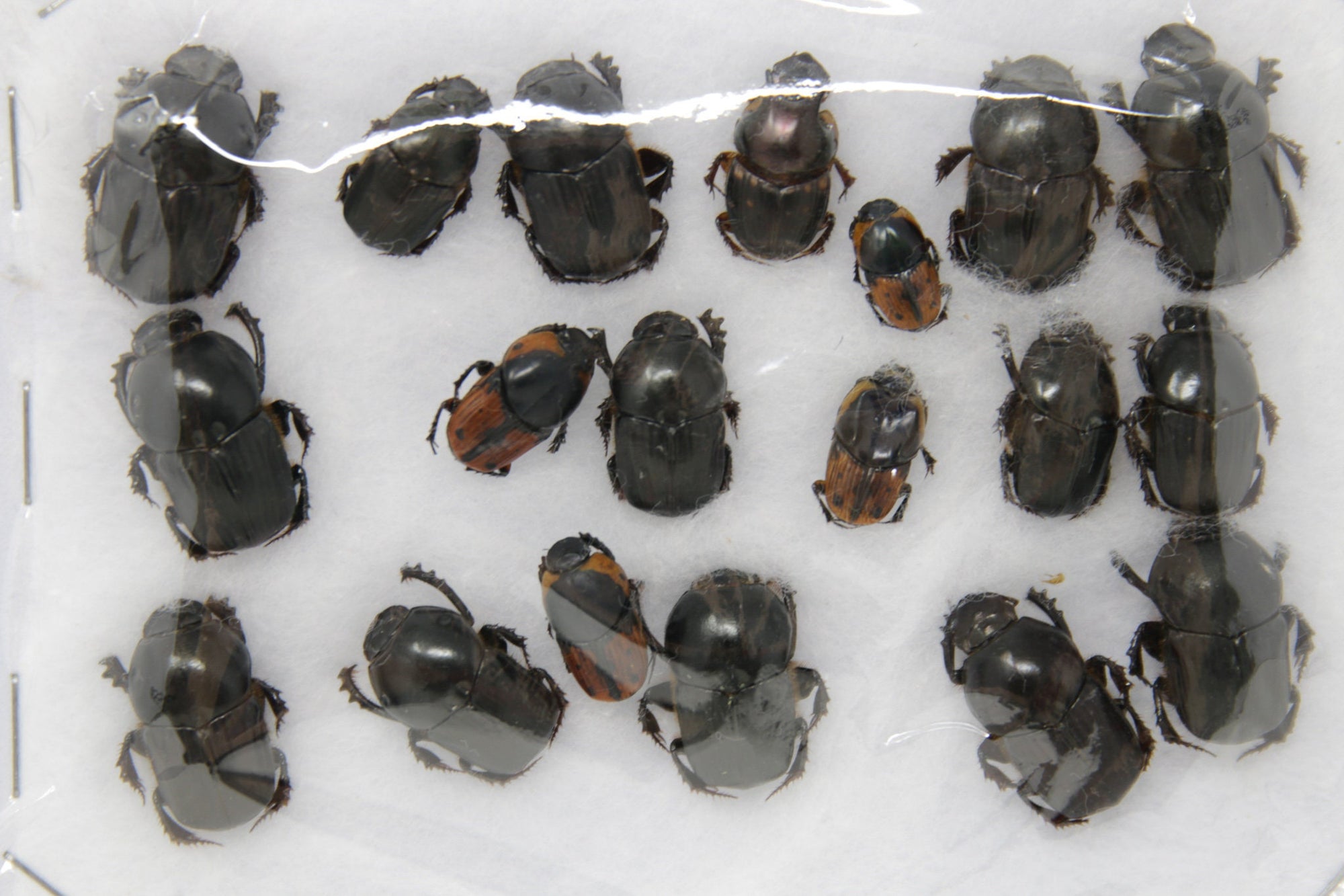 Insect Specimen Collection, Thailand 2021 (Various Assorted Unlabelled) SET#AI93