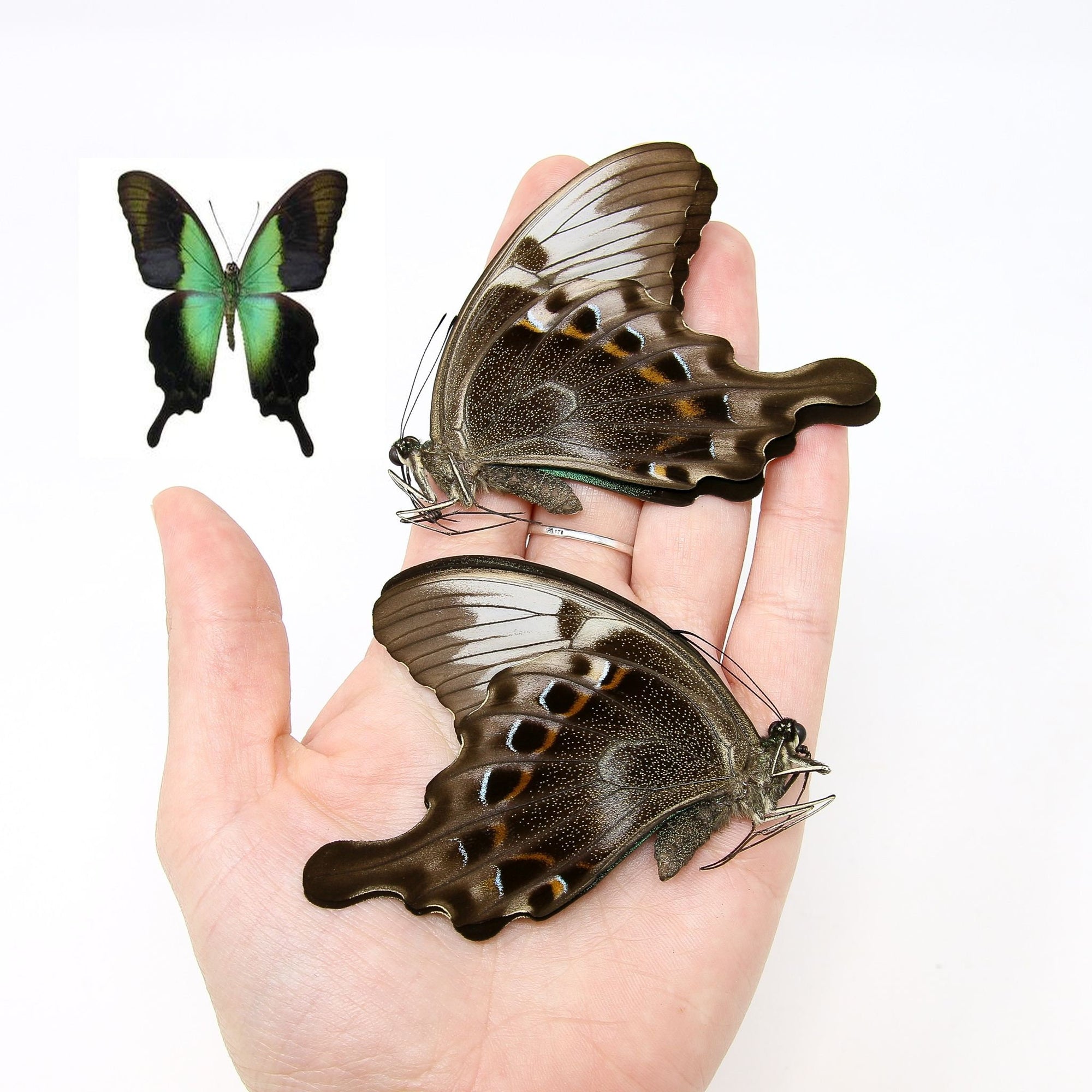 Two (2) Papilio peranthus adamantius, "Green Blue Swallowtail" A1 Real Dry-Preserved Butterflies, Unmounted Entomology Taxidermy Specimens