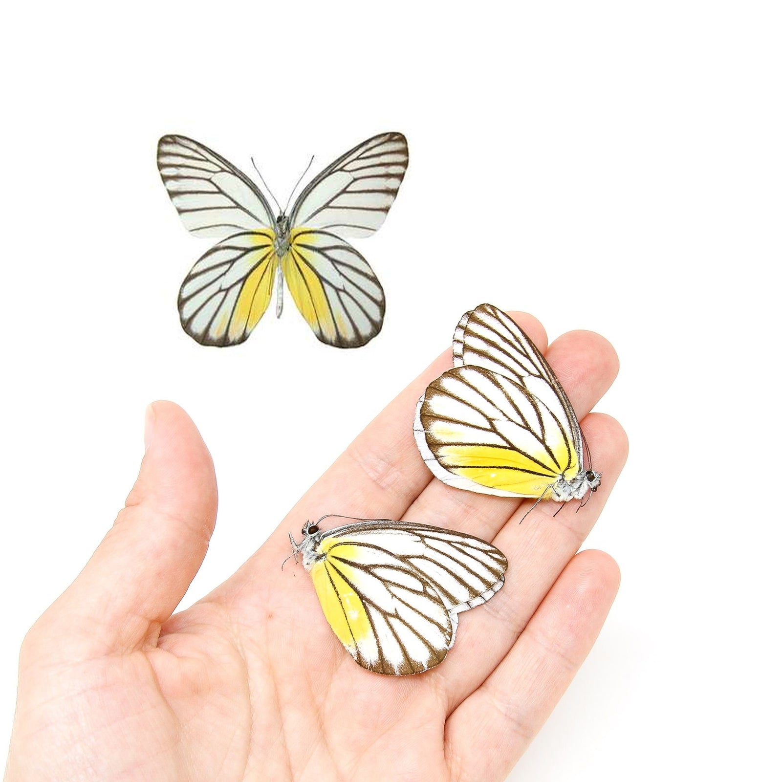 Two (2) Delias hyparete aurago ex. Belitung, Indonesia. A1 Real Dry-Preserved Butterflies, Unmounted Entomology Taxidermy Specimens