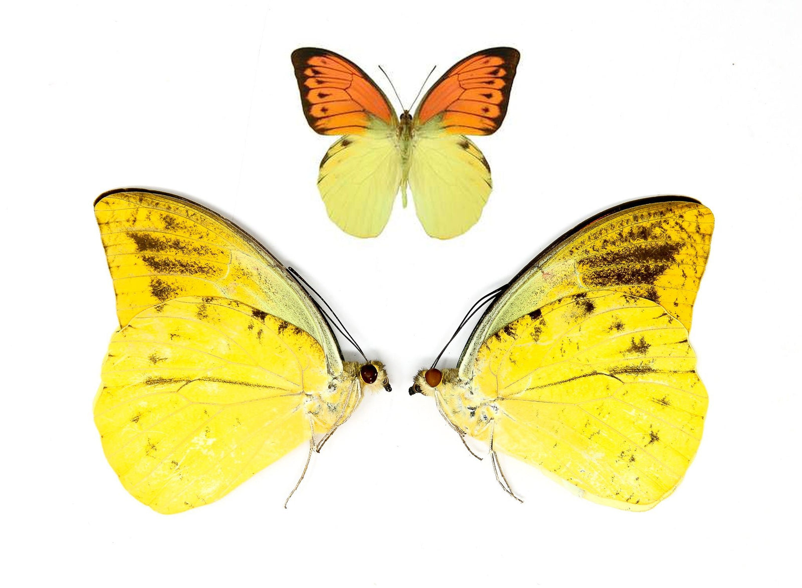 2 x Hebomoia leucippe A1 Unmounted Butterflies | Dry-Preserved Specimens