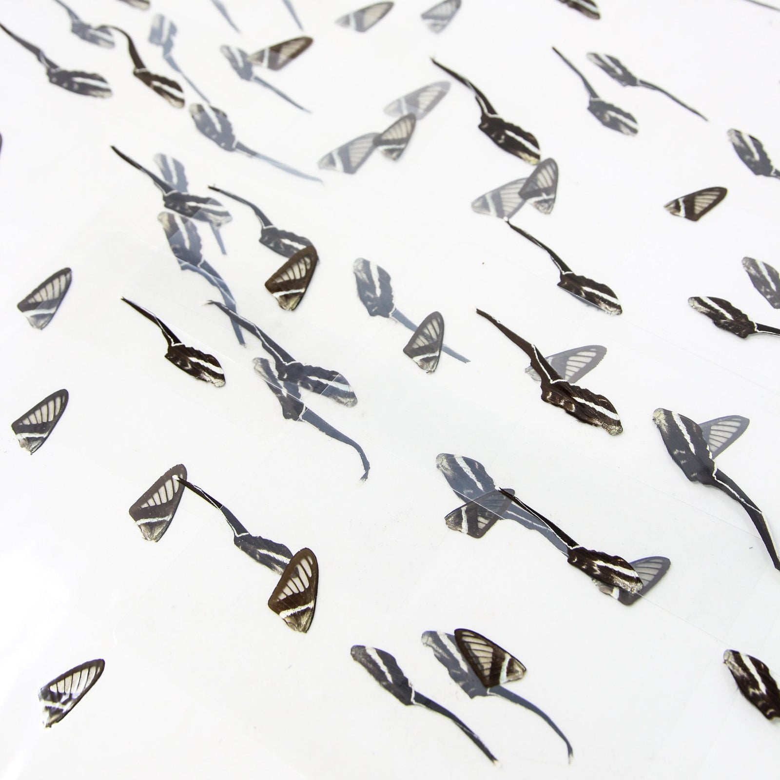 16 Dragontail Wings, TWO Laminated Sheets of Real Butterfly Wings | A5 Glossy 80 mic 154 x 216mm (MA13)