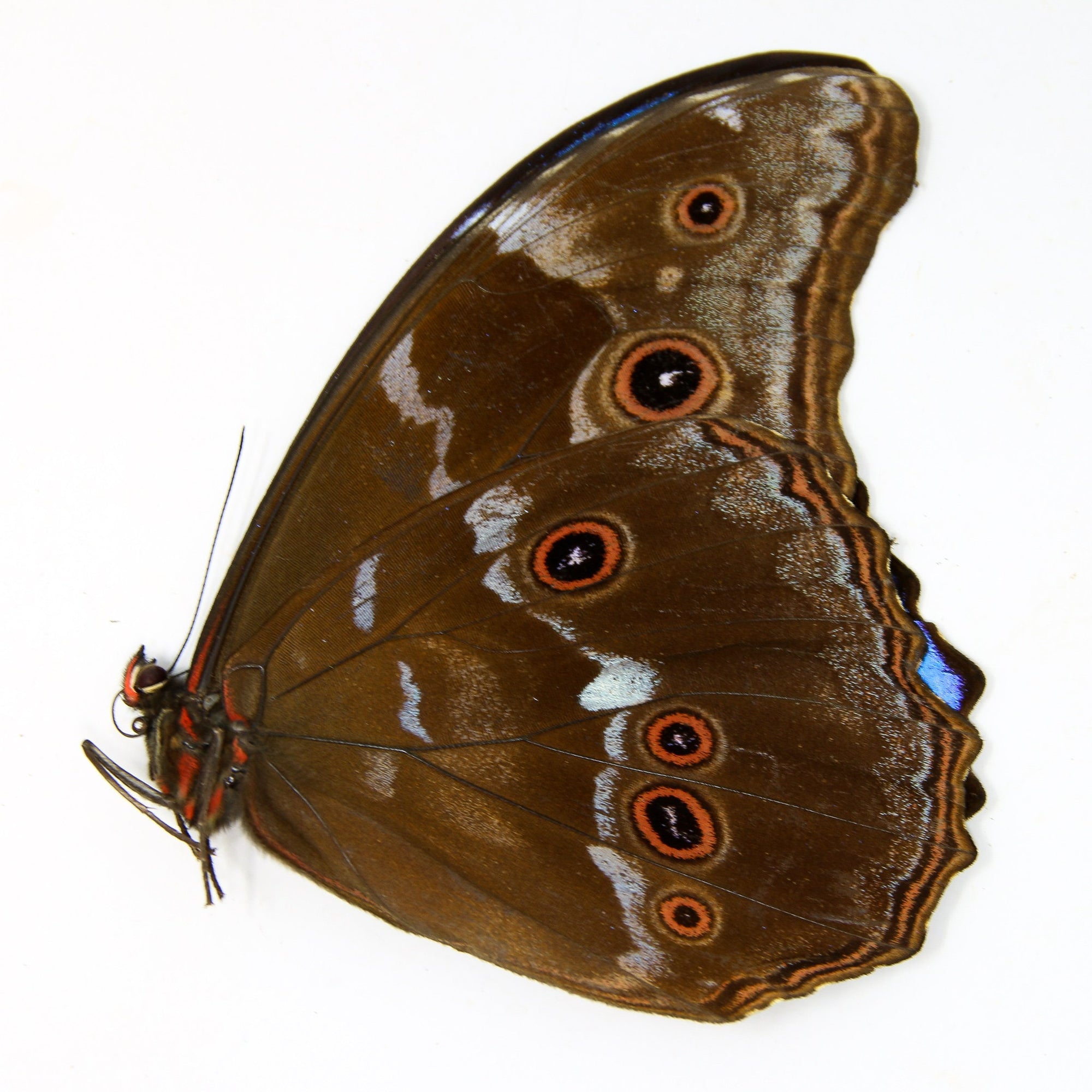 FIVE (5) South American Giant Blue Morpho Butterfly Specimen Taxidermy (Morpho didius) A1 Best Quality