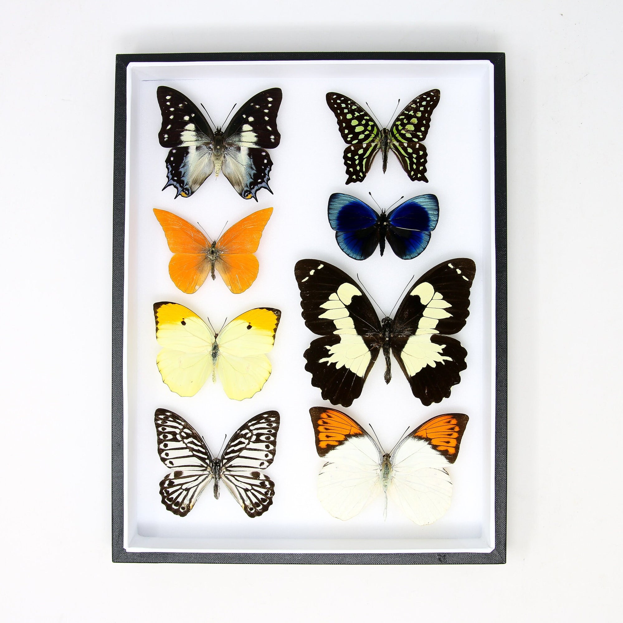 EIGHT (8) Assorted Tropical Butterflies with WINGS SPREAD | Pinned in Entomology Display Box with Glass Lid 12x9x2 inch