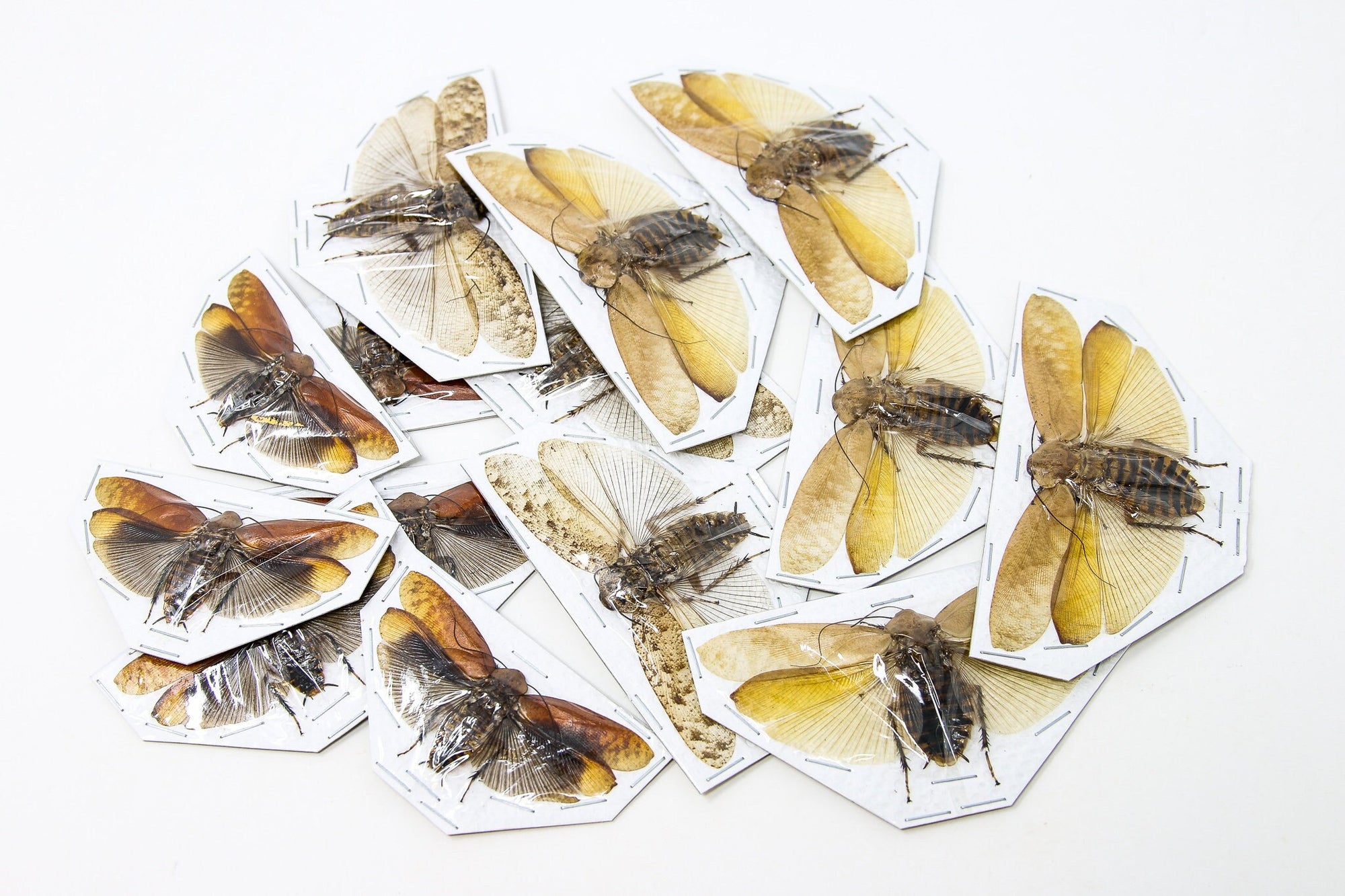 TWO (2) Spread Cockroach's Ideal for Framing & Taxidermy | A1/A1- Large 70-85mm | Dry-preserved Entomology Specimens