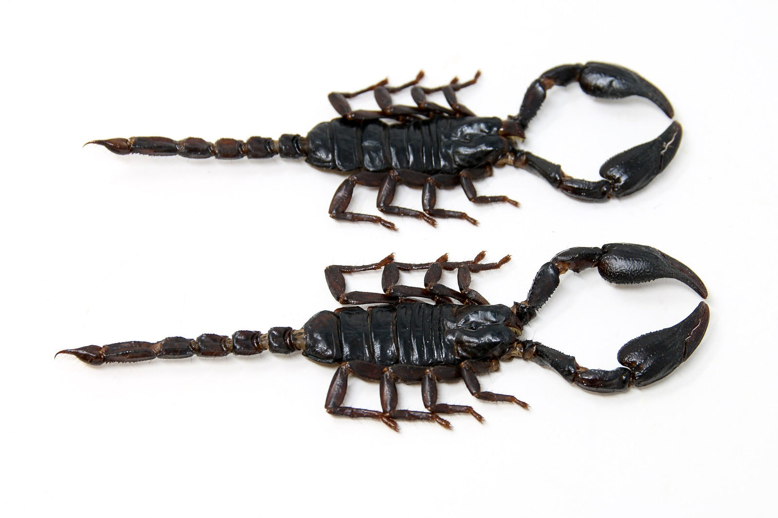 2 x Thai Black Scorpions (Heterometrus spinifer) 120-140mm A1 Specimens