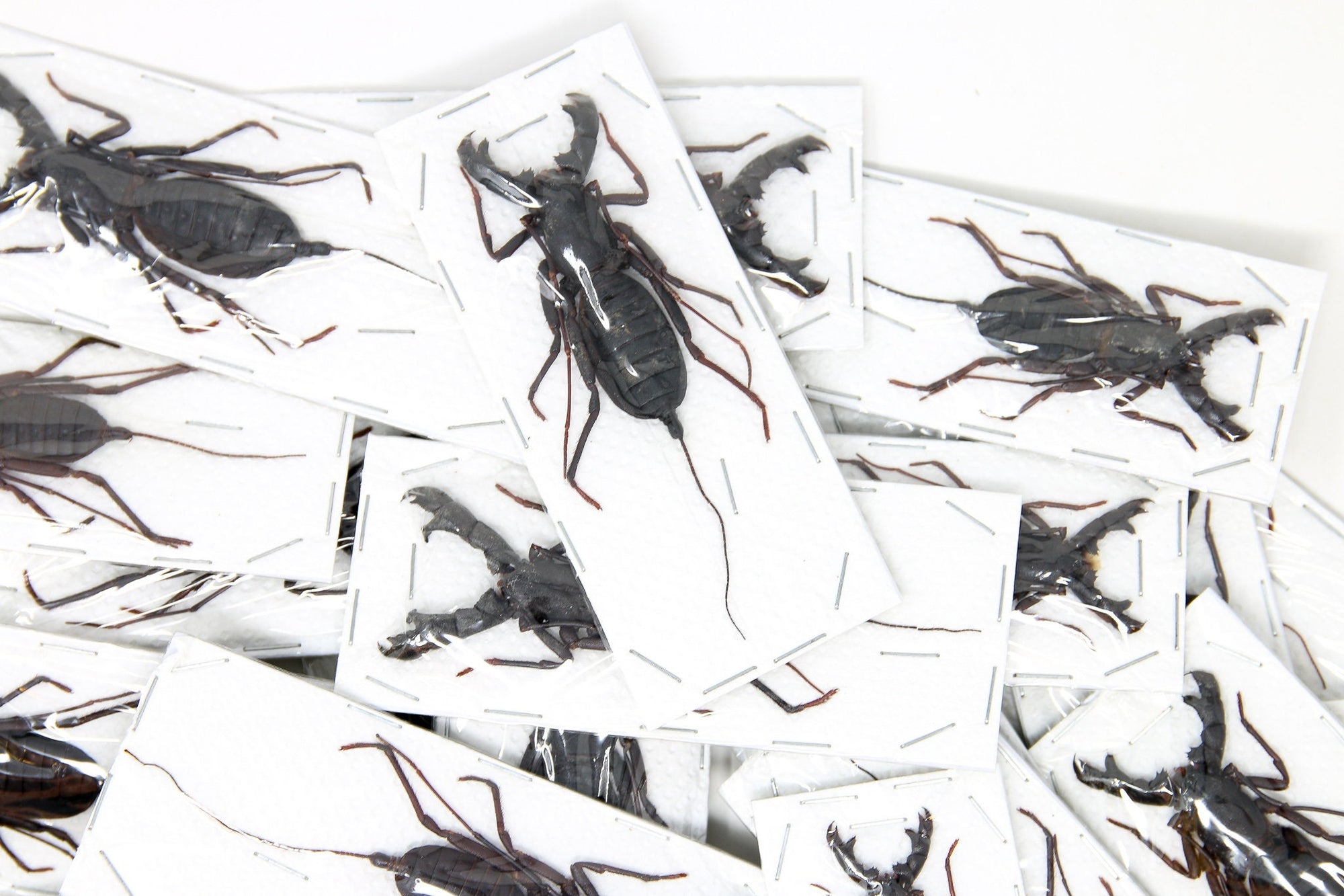 2 x Whip Scorpions, Vinegaroons (Hypoctonus rangunensis) A1 Entomology Taxidermy Specimens